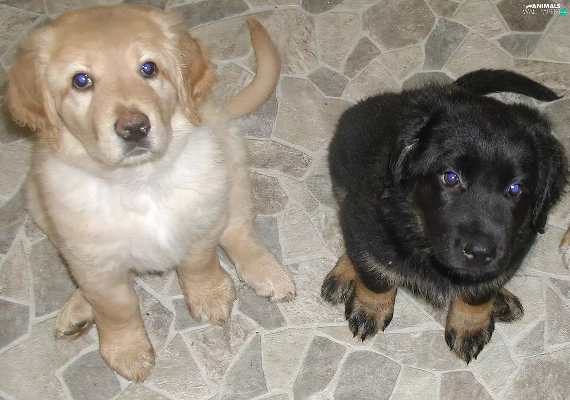 puppies, Hovawarta