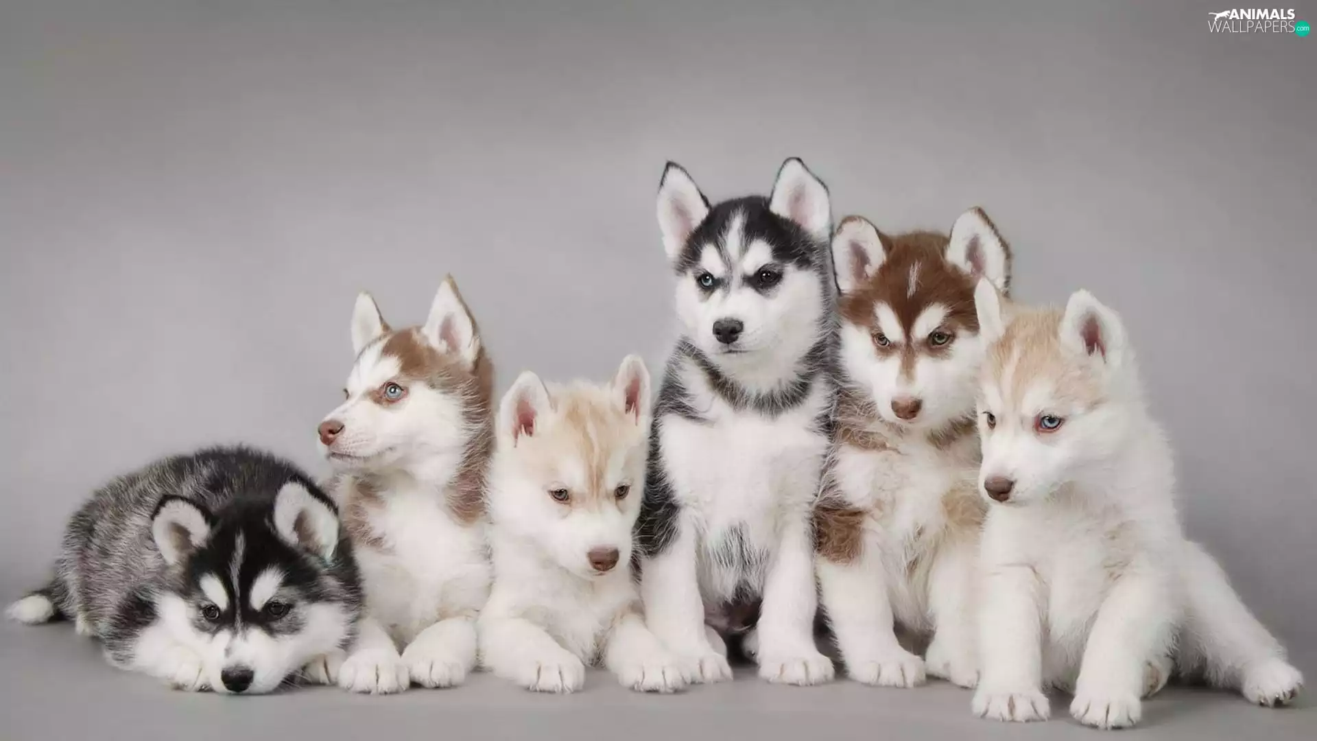 puppies, Husky