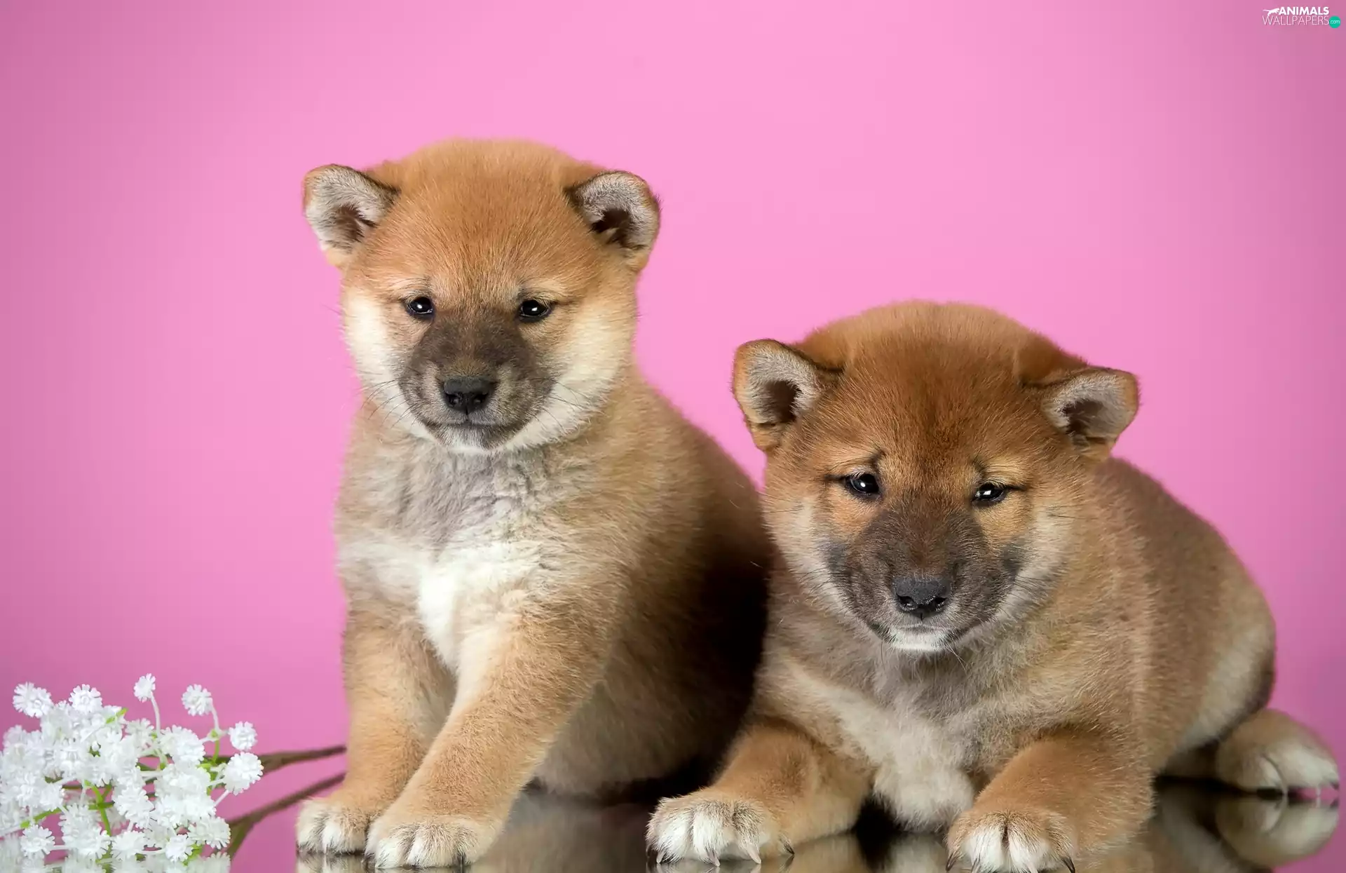 puppies, Shiba inu