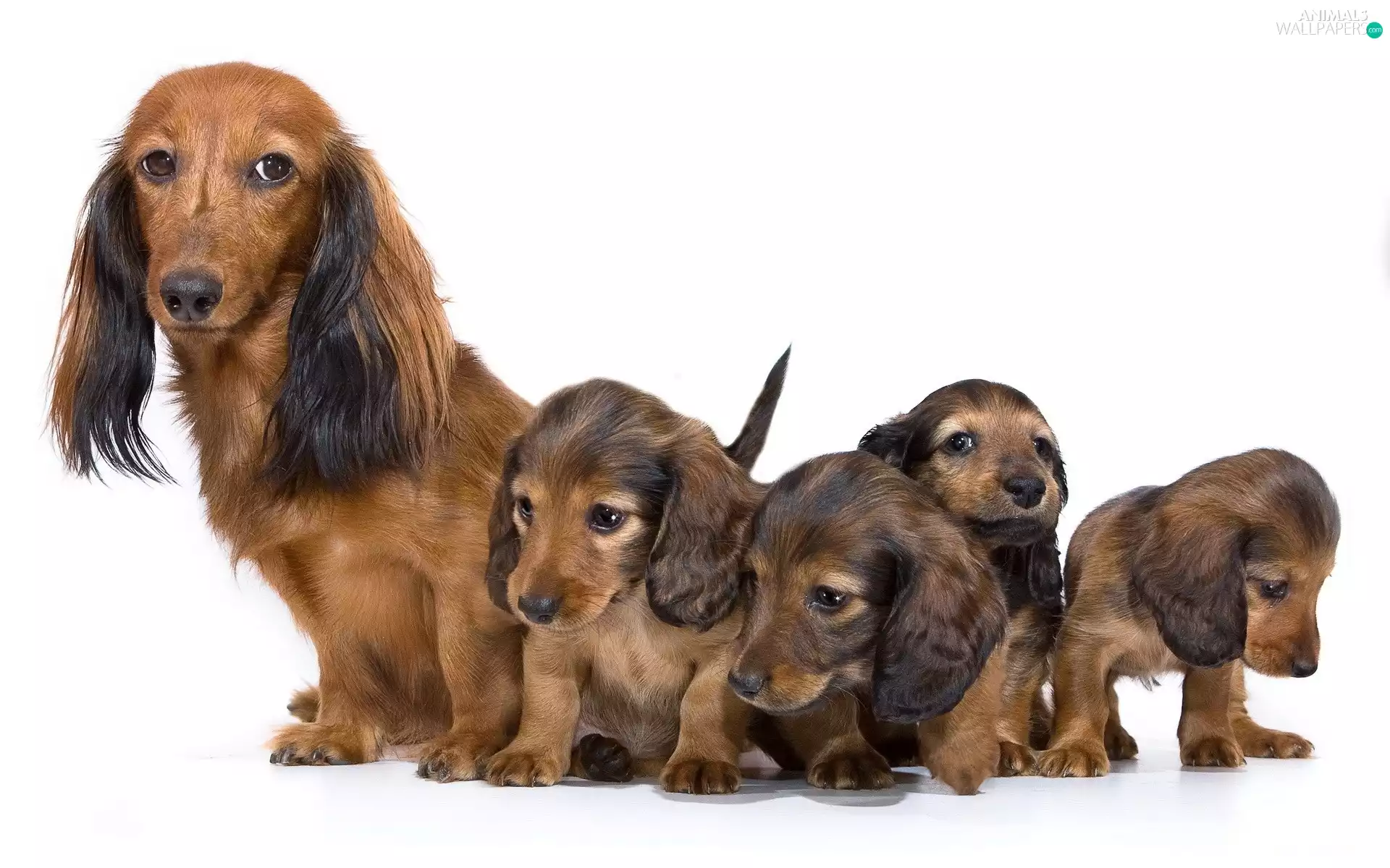 young, puppies, Longhair, bitch, dachshunds