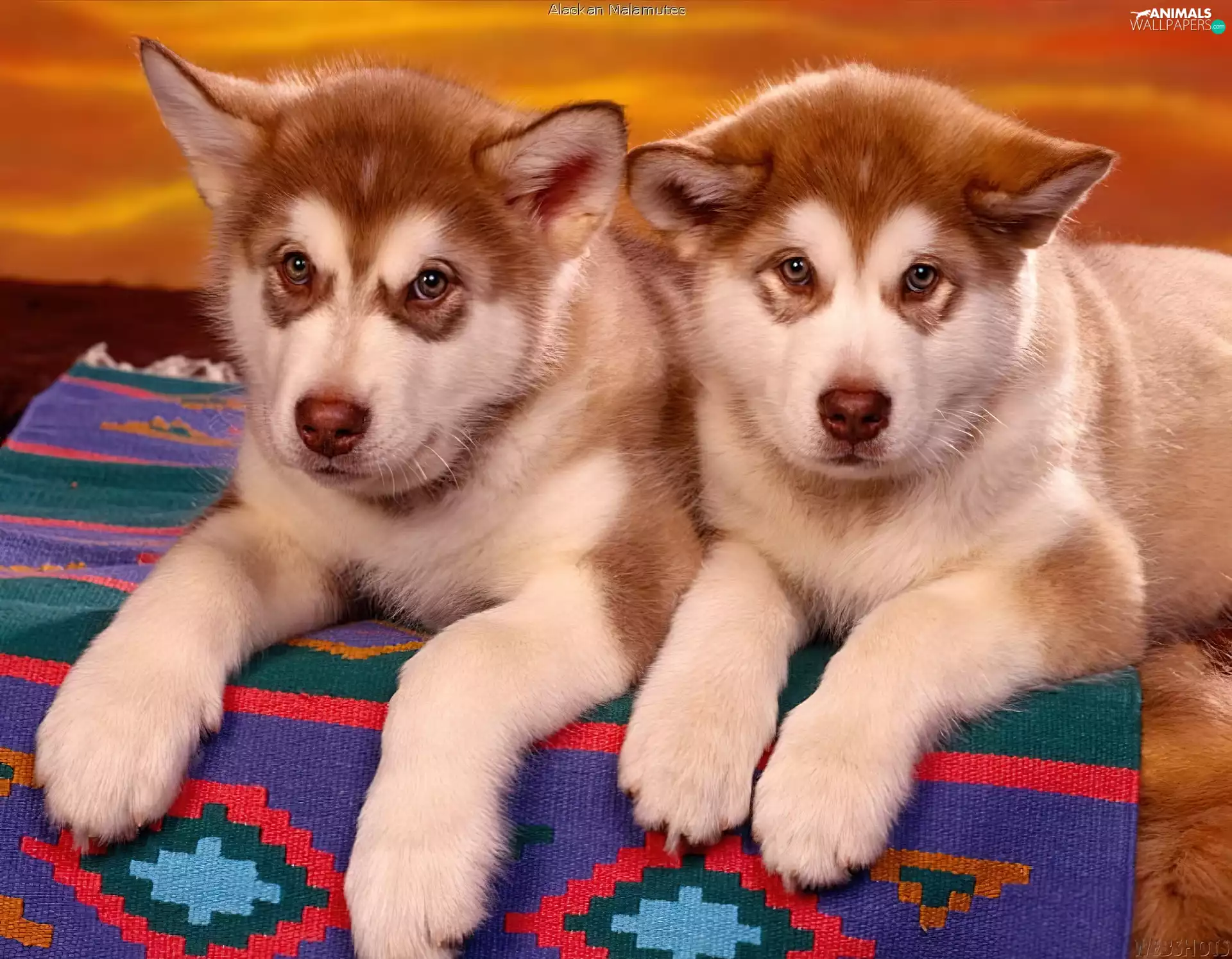 puppies, Alaskan Malamute
