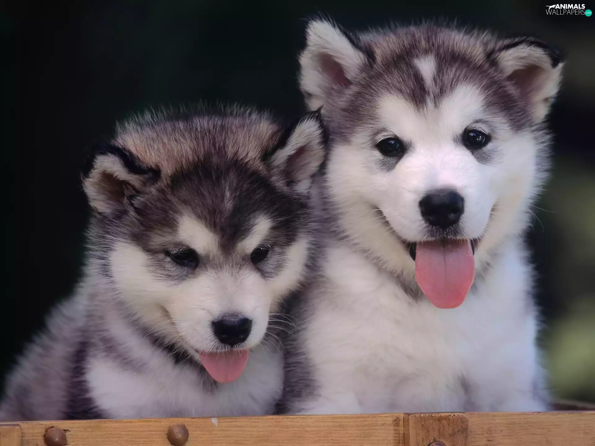 puppies, Alaskan Malamute