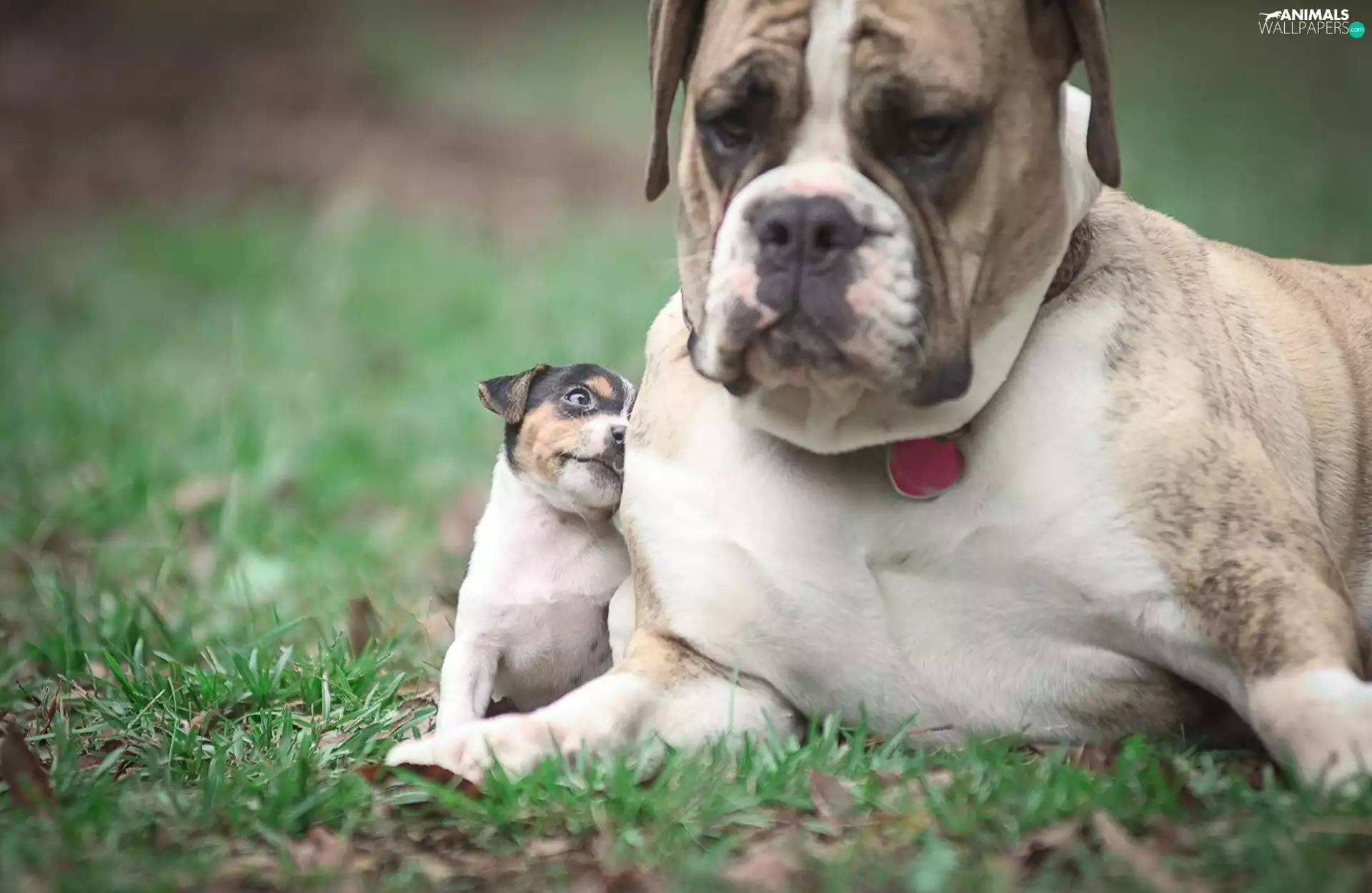 Meadow, Two cars, puppies