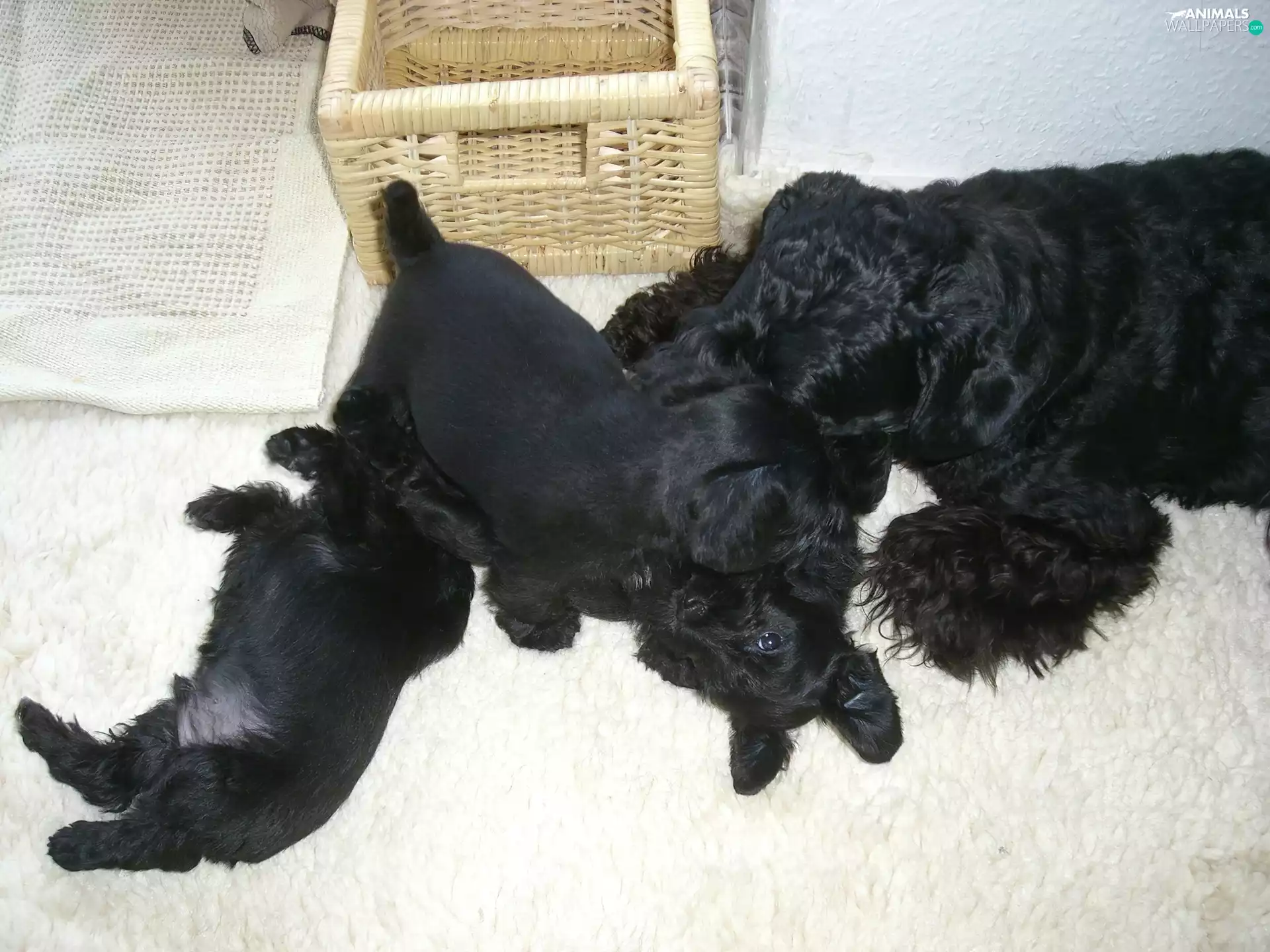 miniature Schnauzer, bitch, puppies