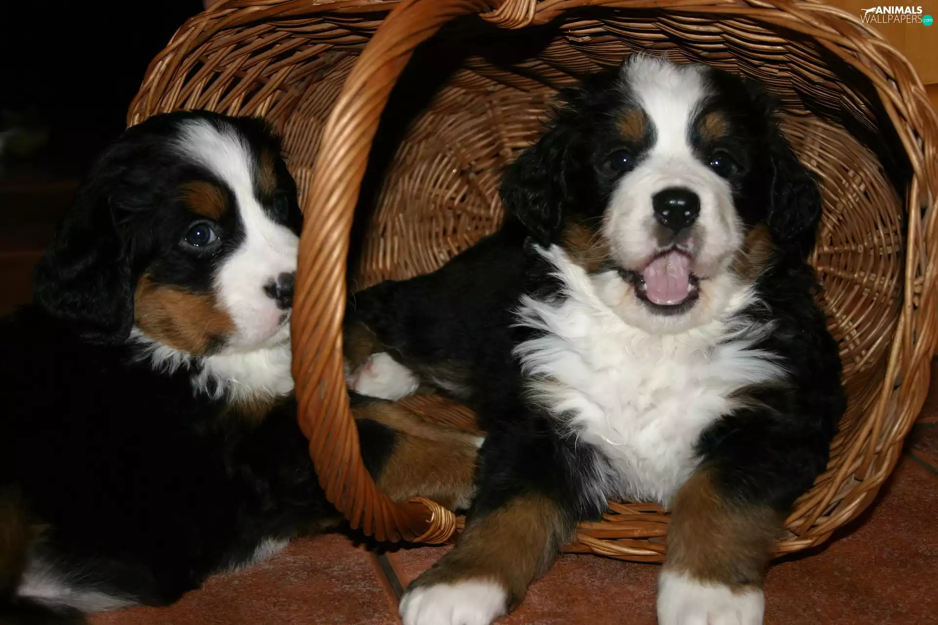 puppies, Two cars, basket, wicker, Bernese Mountain Dog, sweet