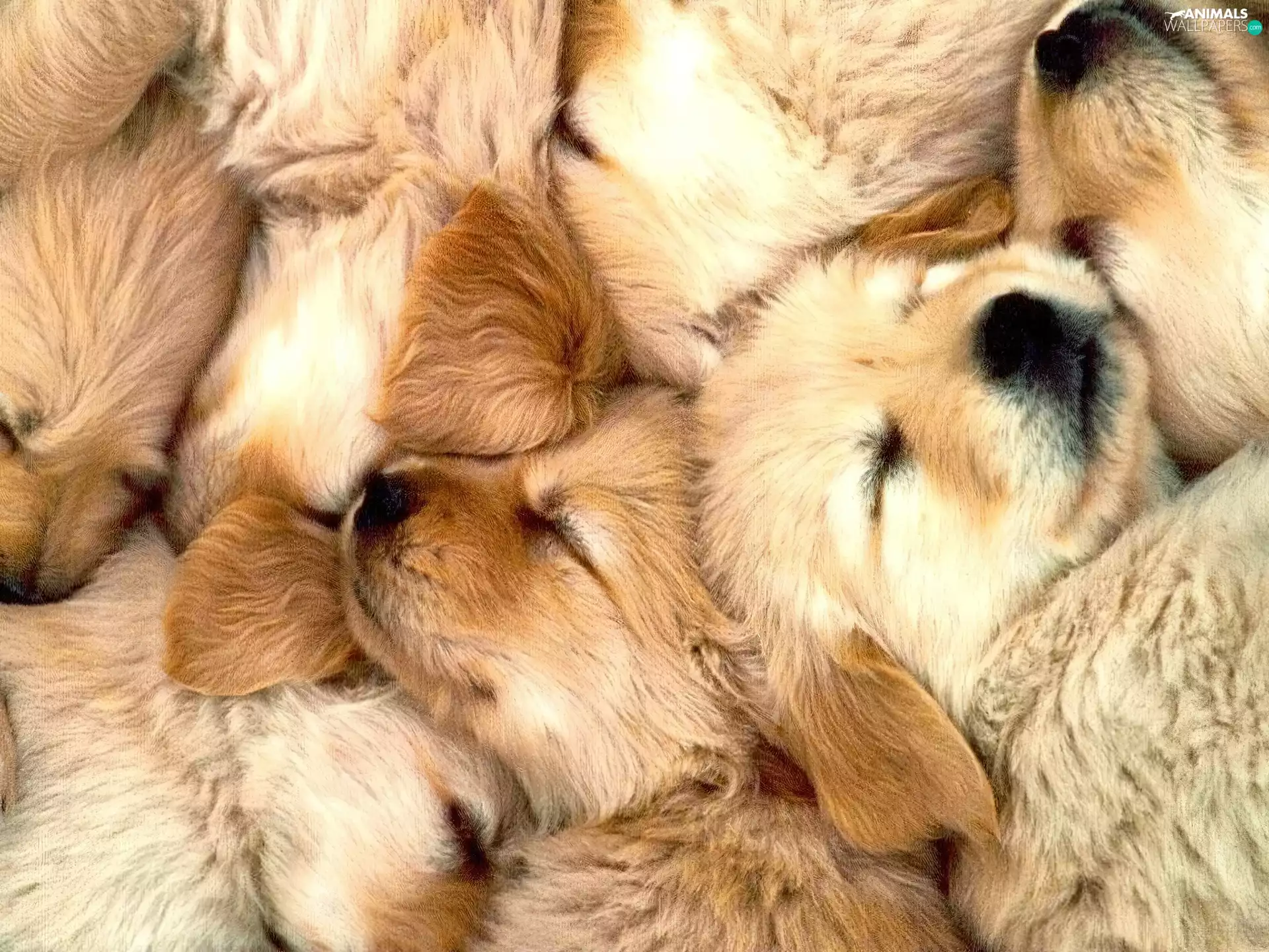 resting, little doggies, puppies