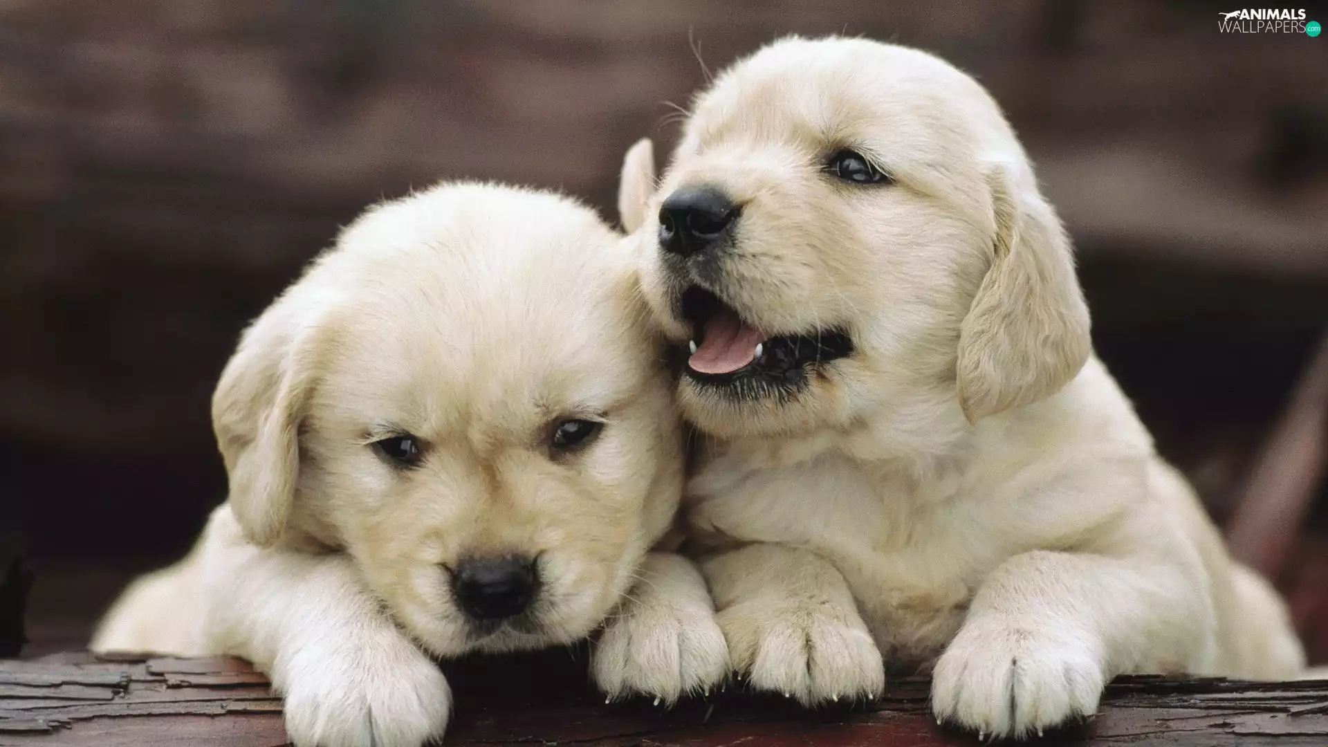 puppies, golden, retriever