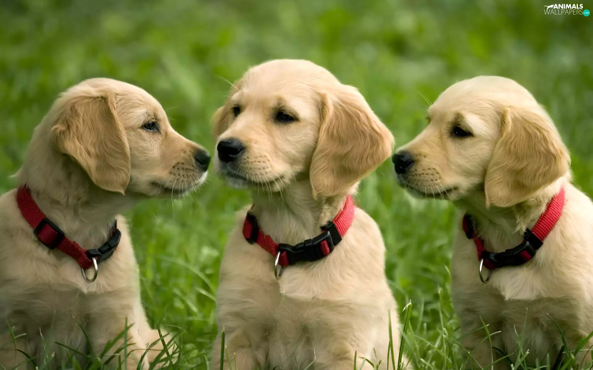 puppies, Golden Retriever