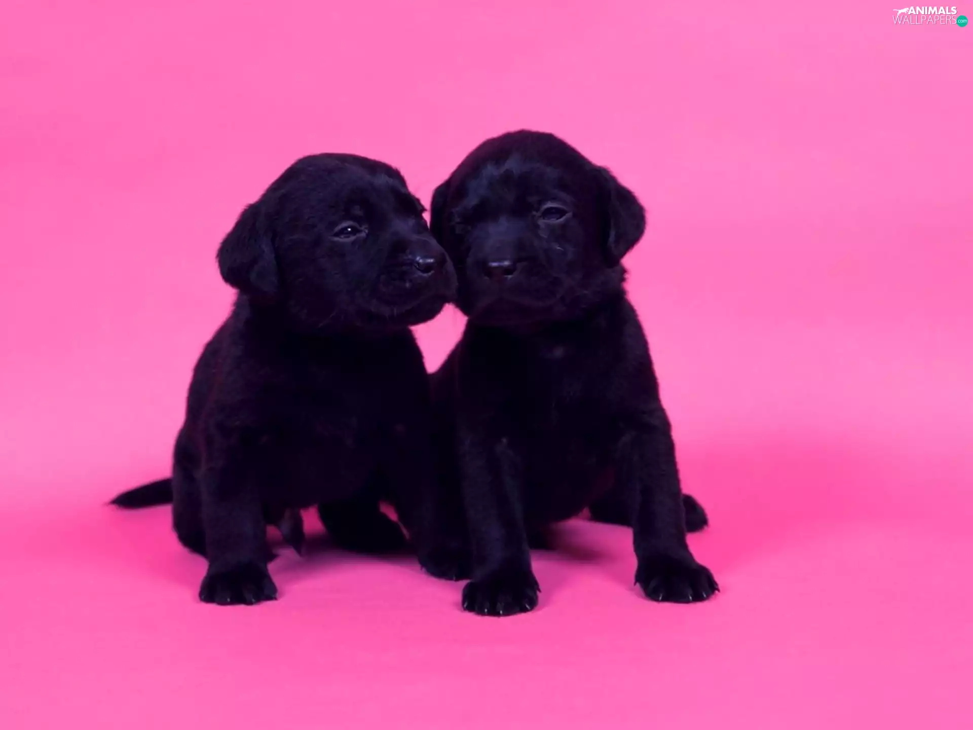 Puppies, Labrador Retriever