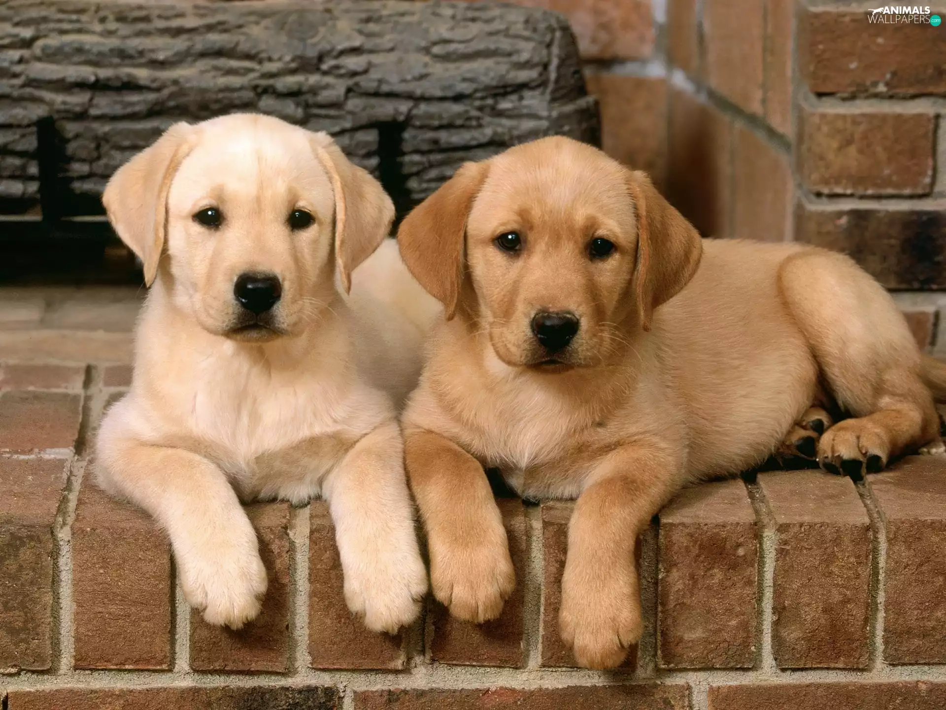puppies, Labrador Retriever