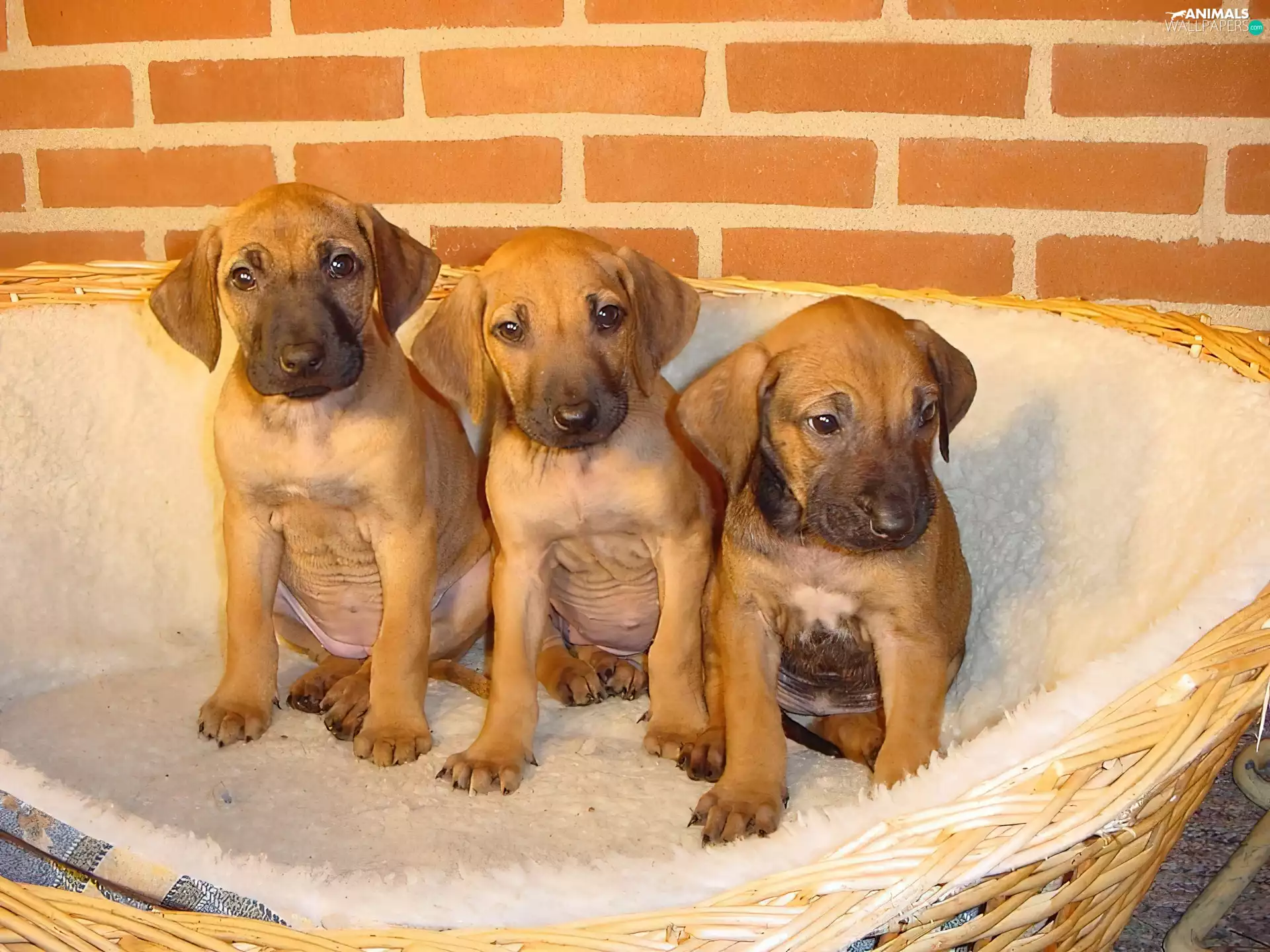 Three, puppies, Rhodesian ridgeback, sweet