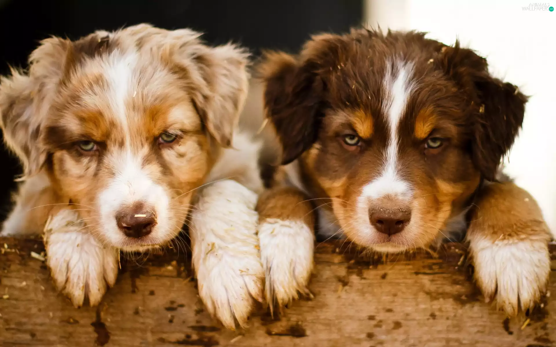 board, Australian Shepherd, puppies, feet, Two cars