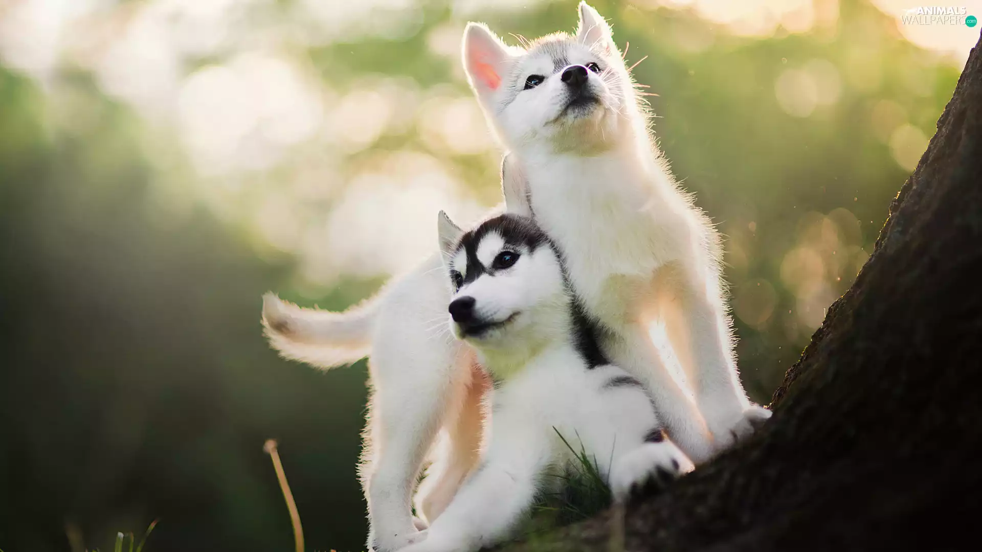 Siberian Husky, Dogs, puppies