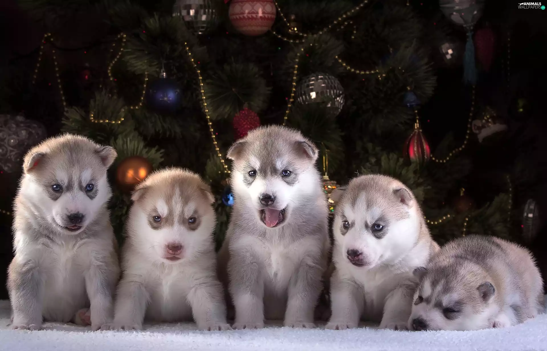 Siberian Husky, five, puppies