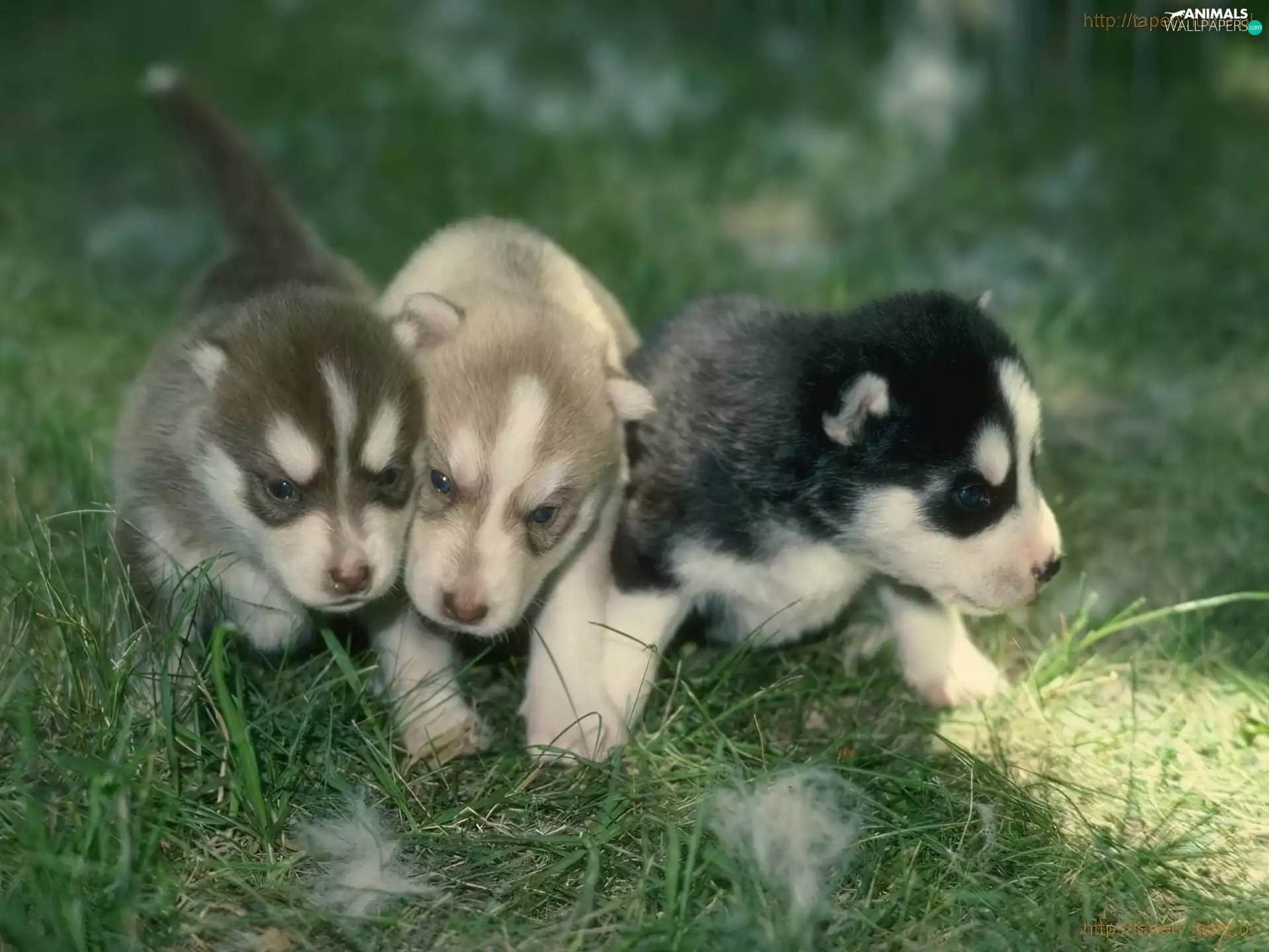 Three, puppies, Siberian Husky, sweet