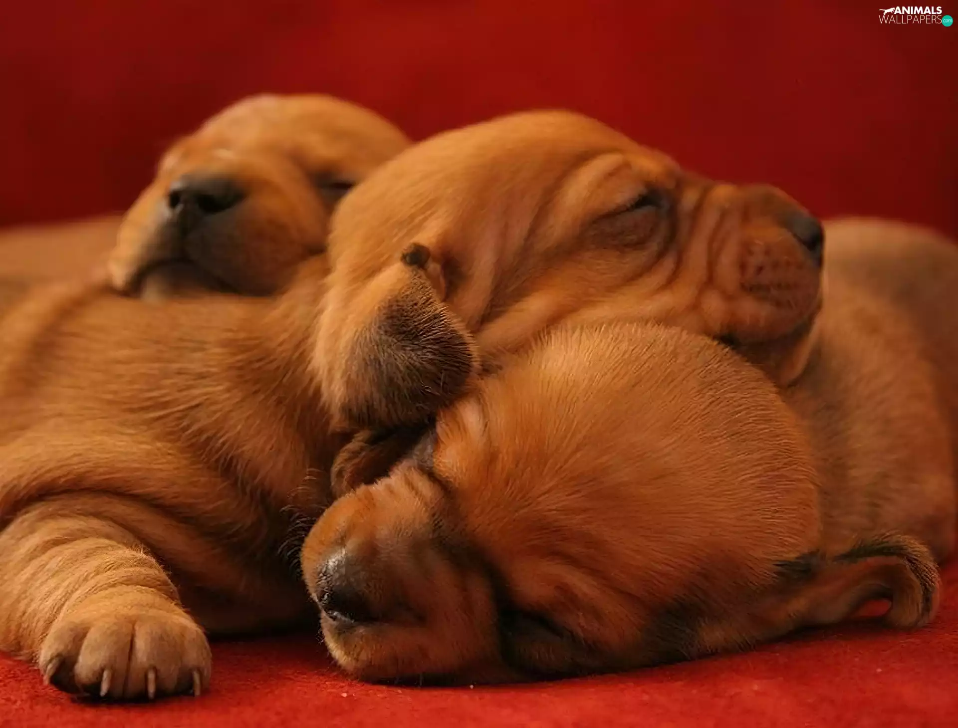 Puppies, sweet, Sleeping