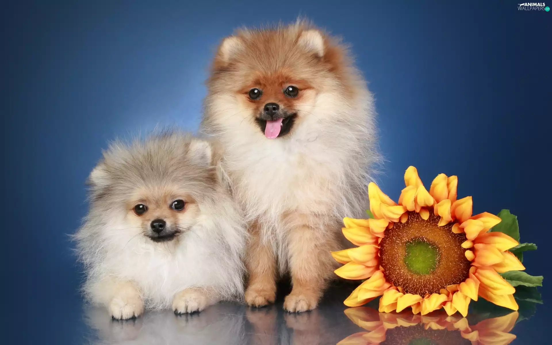 Miniature Spitz, Sunflower, puppies, Pomeranians, Two cars