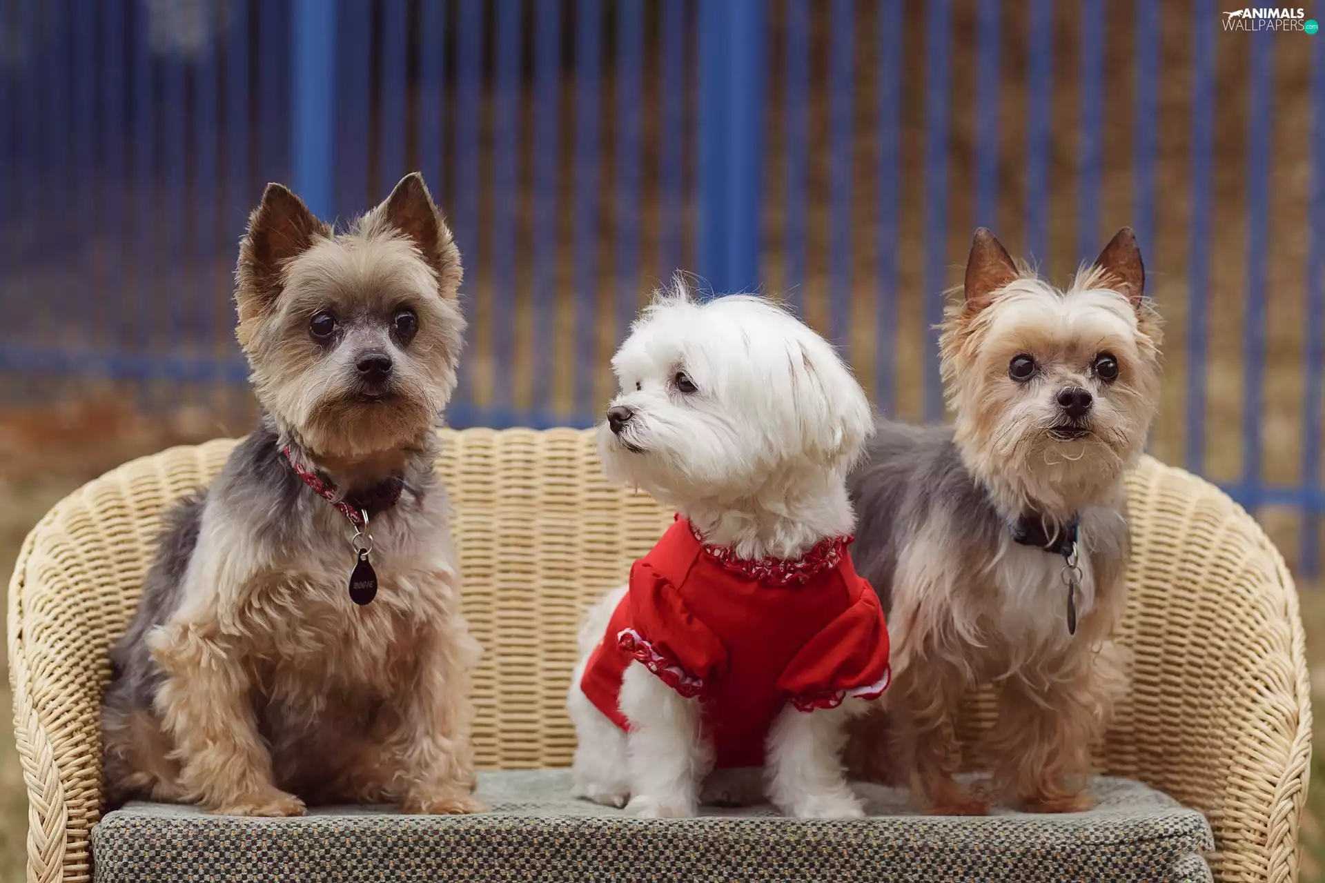 puppies, Three, sweet