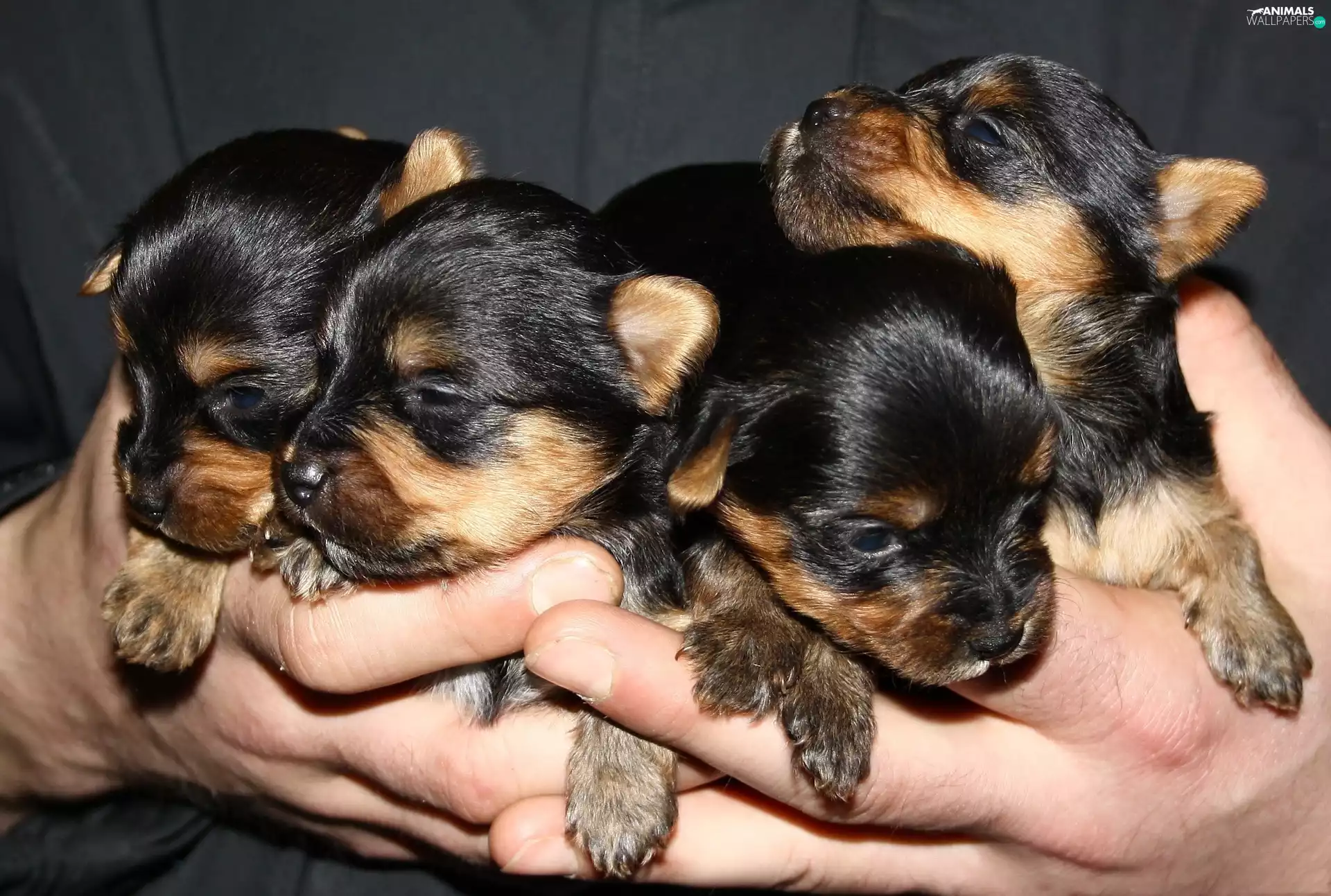 puppies, terriers