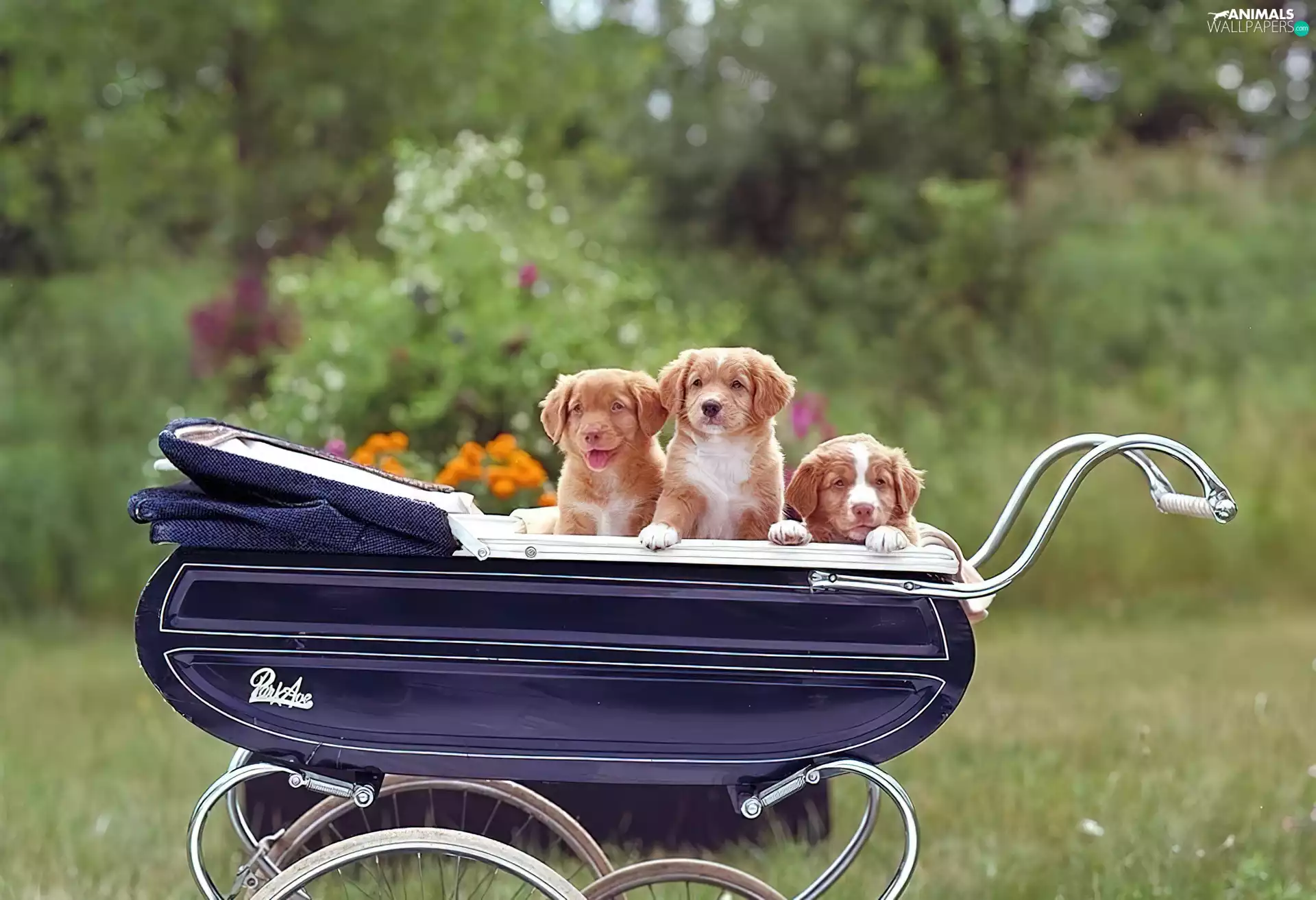 Three, trolley, puppies, puppies