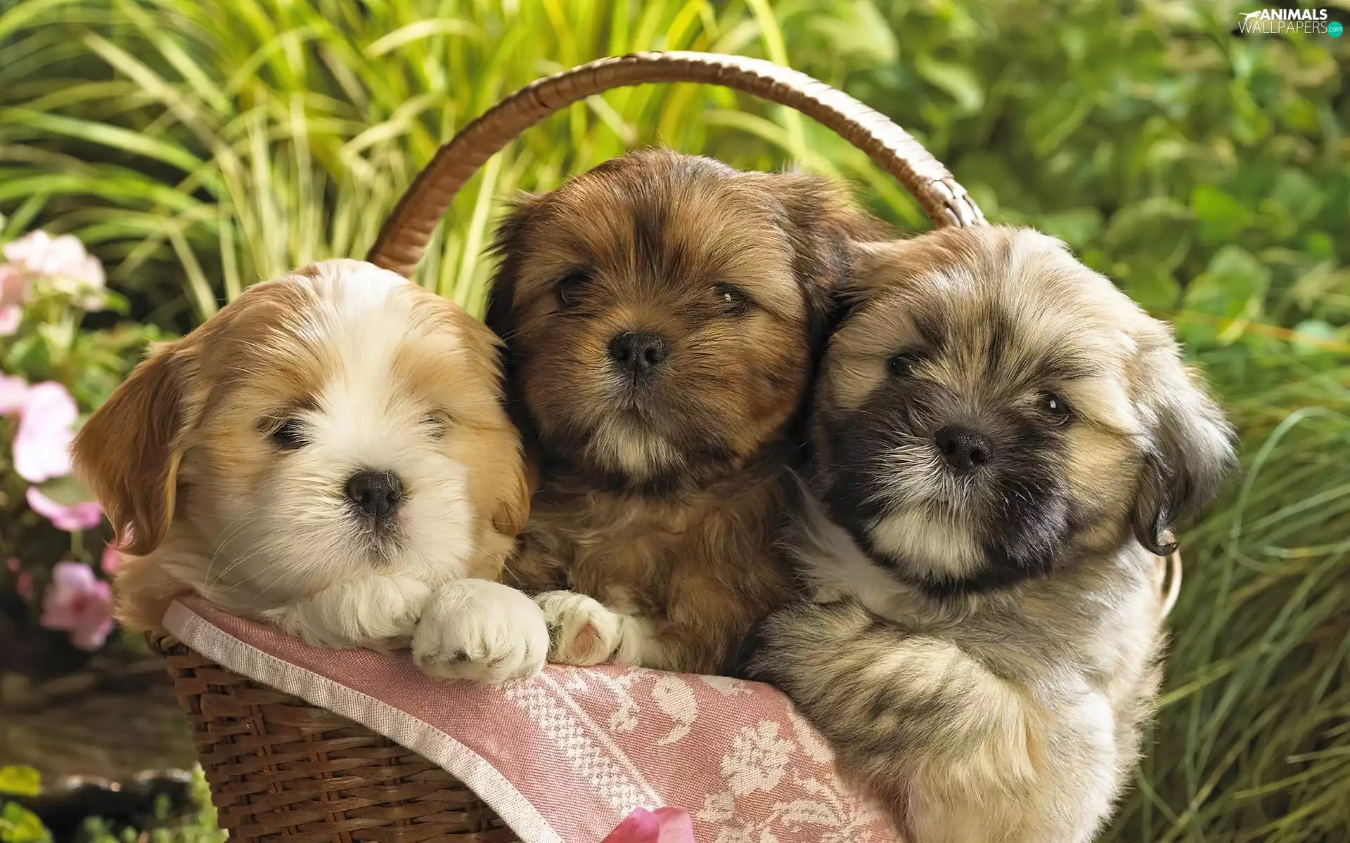grass, Shih Tzu, Puppies, basket, Three