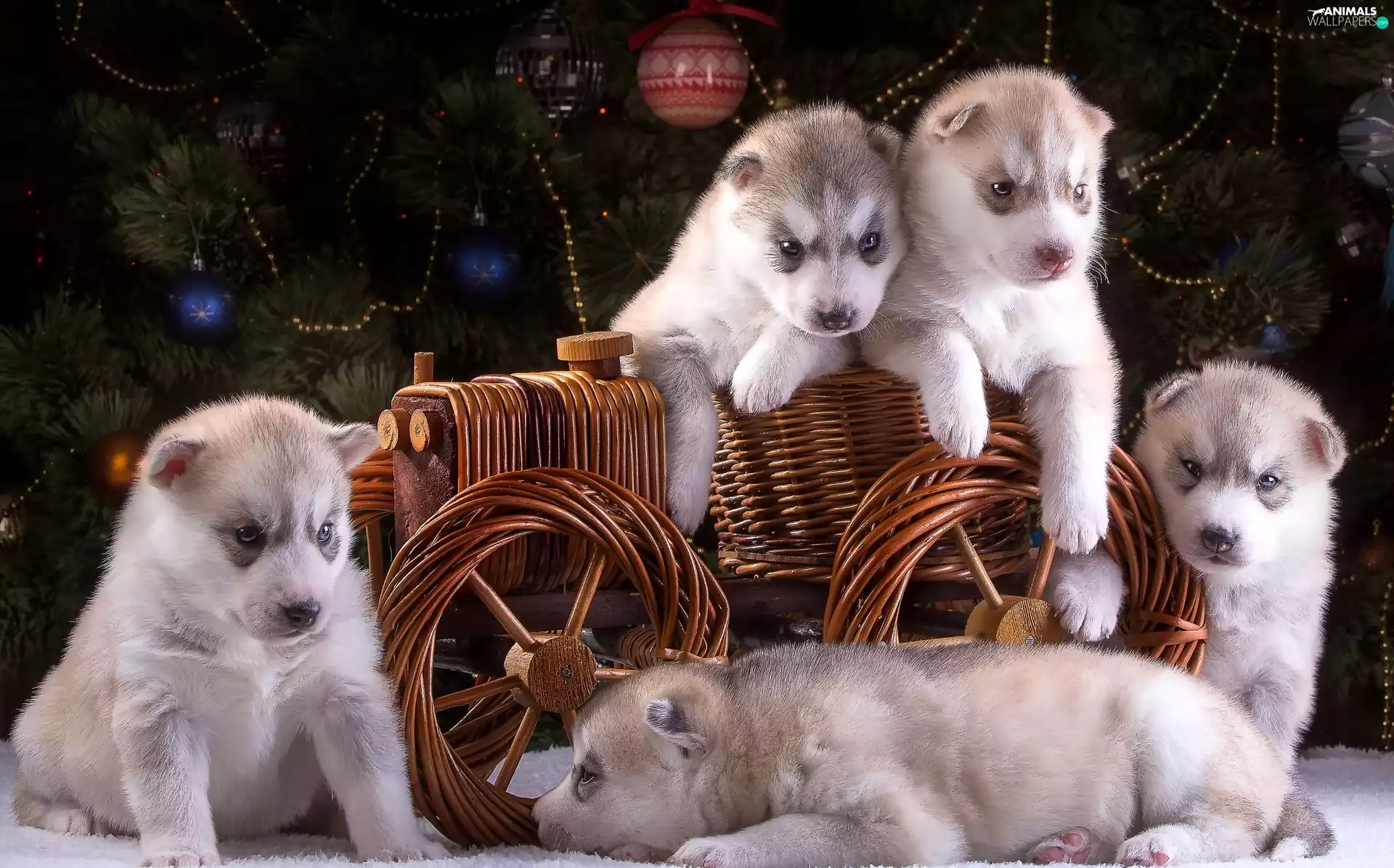 trolley, Siberian Husky, puppies
