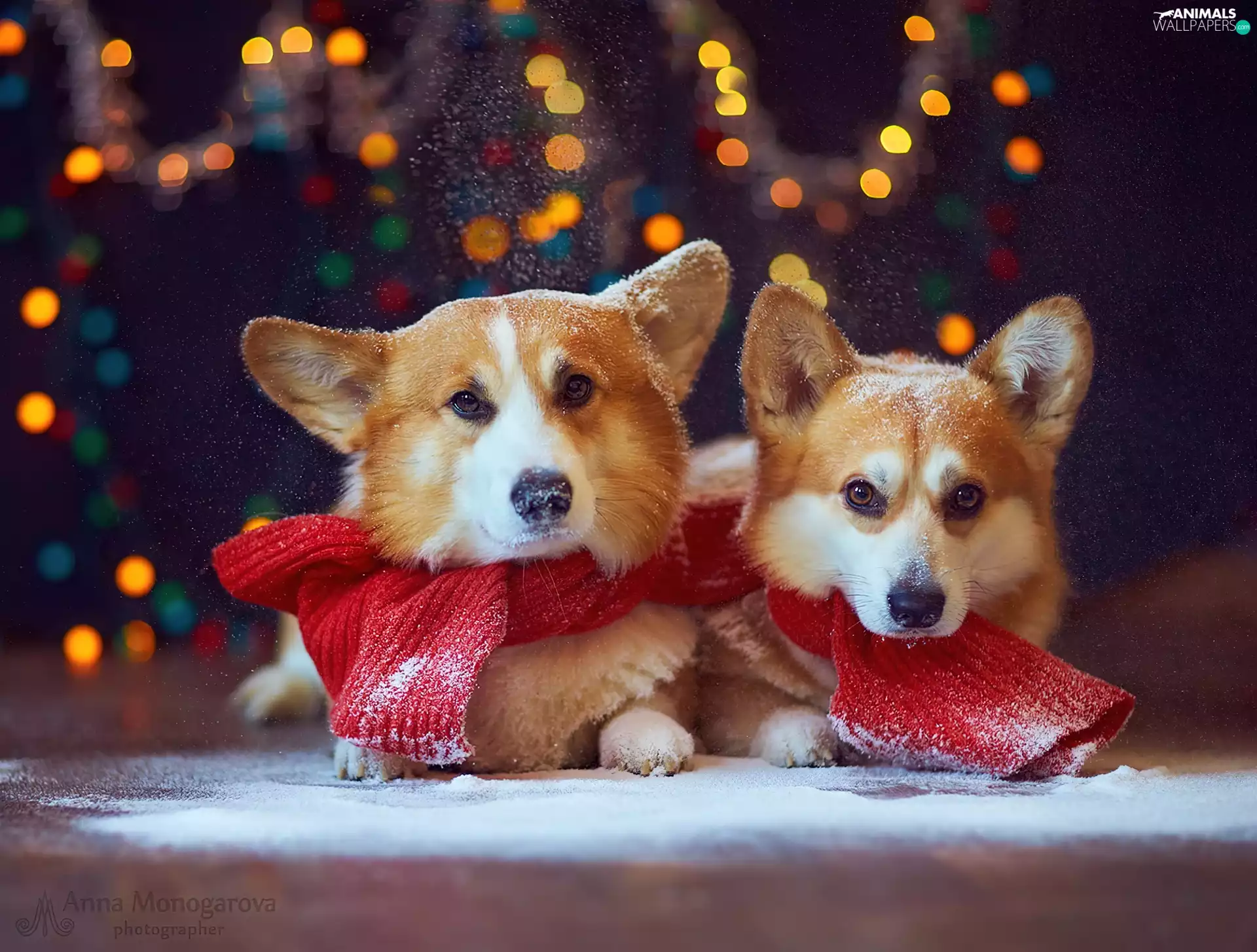 red head, Two cars, snow, lights, Scarf, puppies