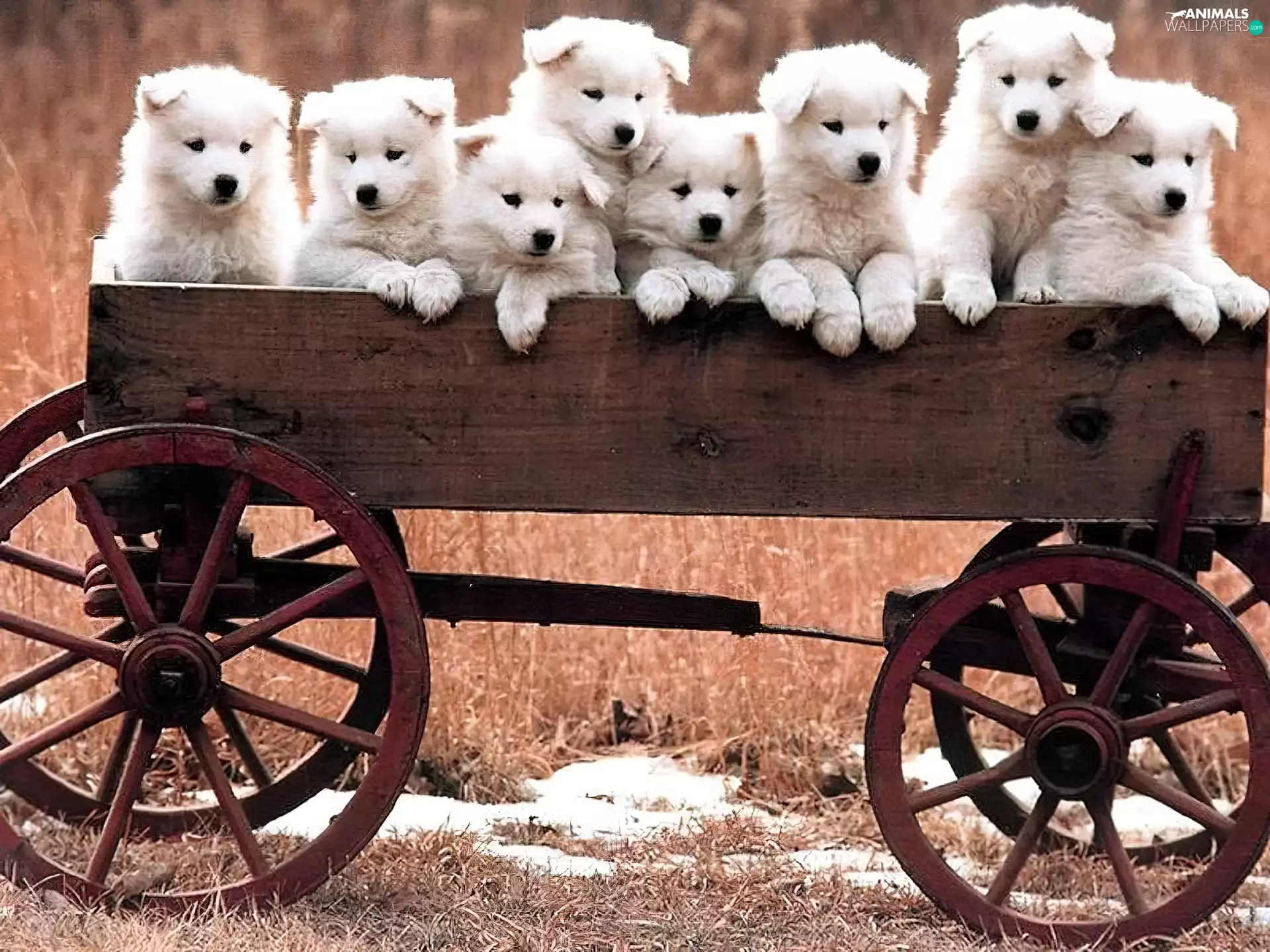 Puppies, wagon