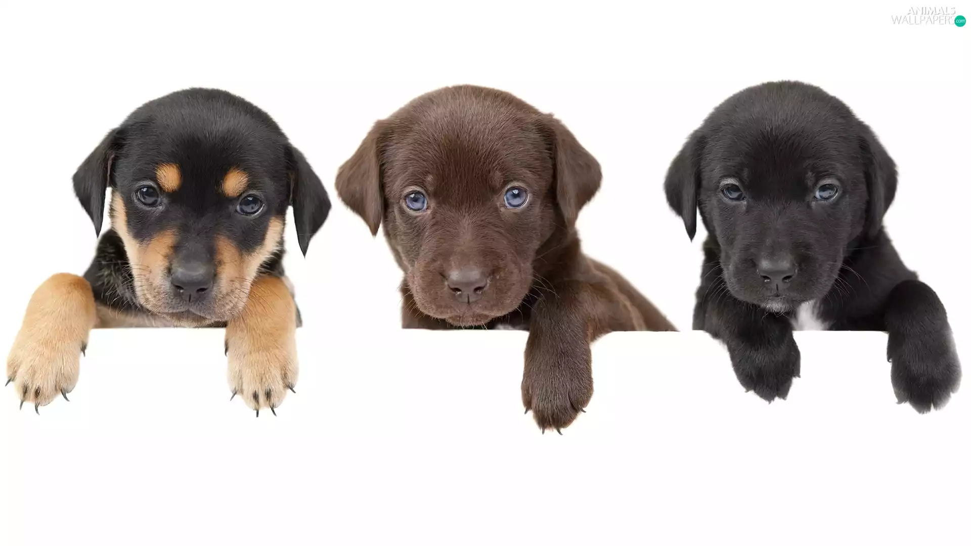 puppies, Three, young