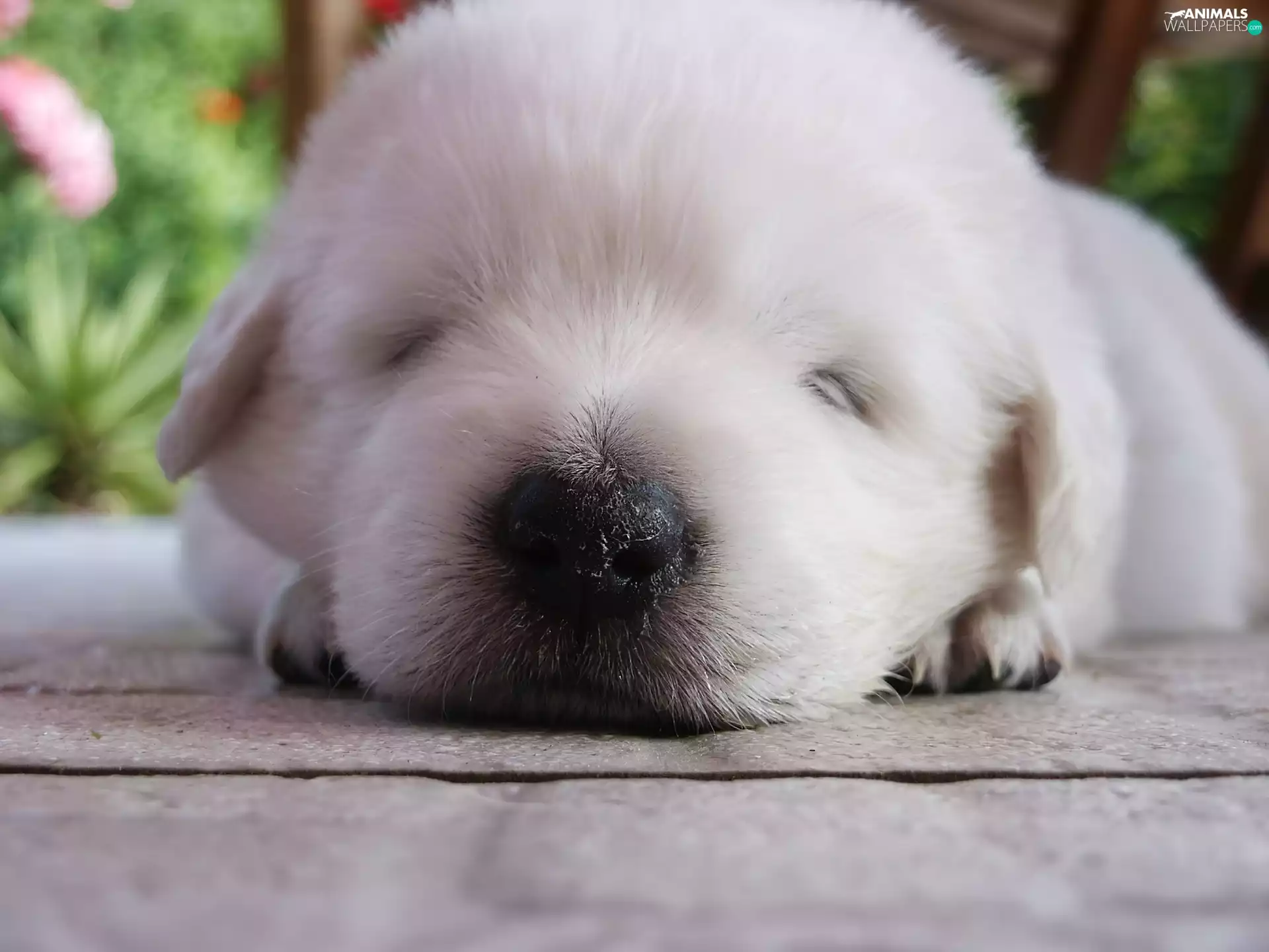 Puppy, Maremmano-abruzzese