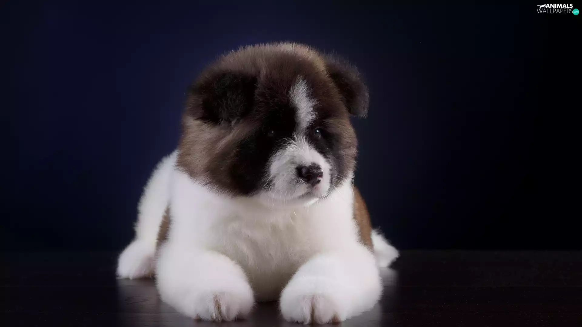 lying, Puppy, American akita, dog