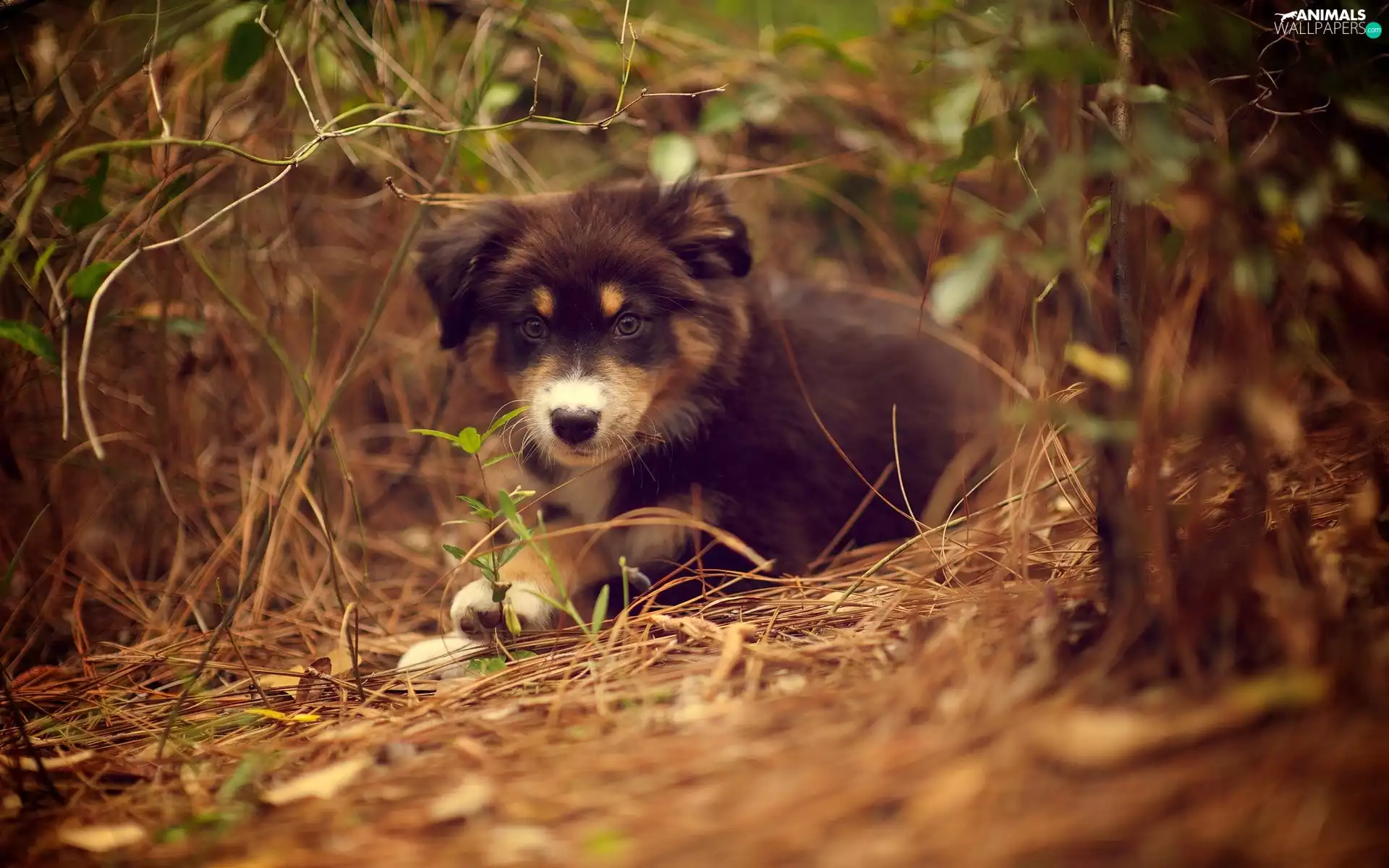 doggy, Puppy, Australian Shepherd, scrub