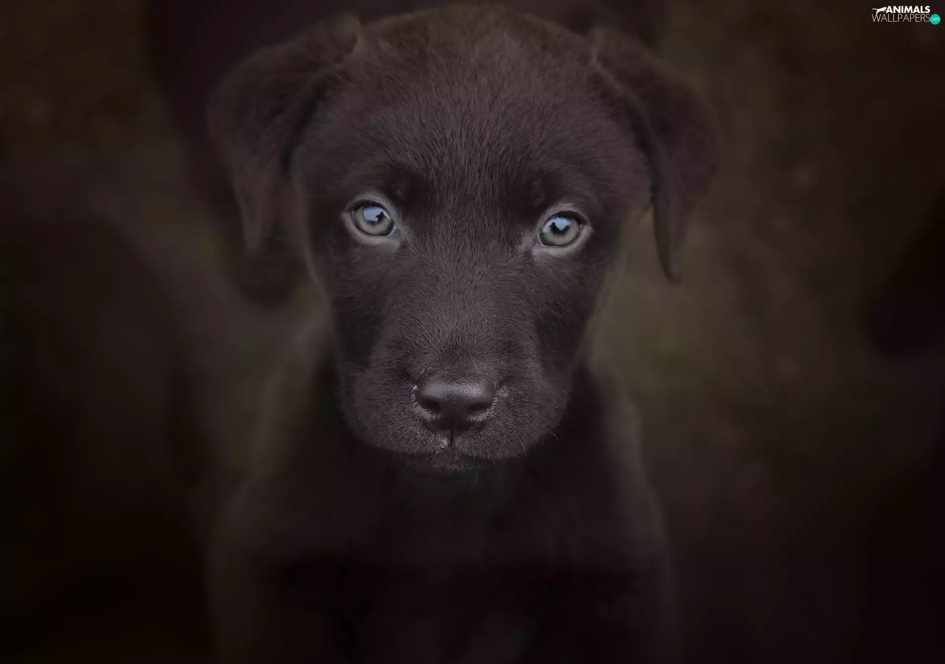 rapprochement, Dark Background, Puppy, Labrador Retriever, dog