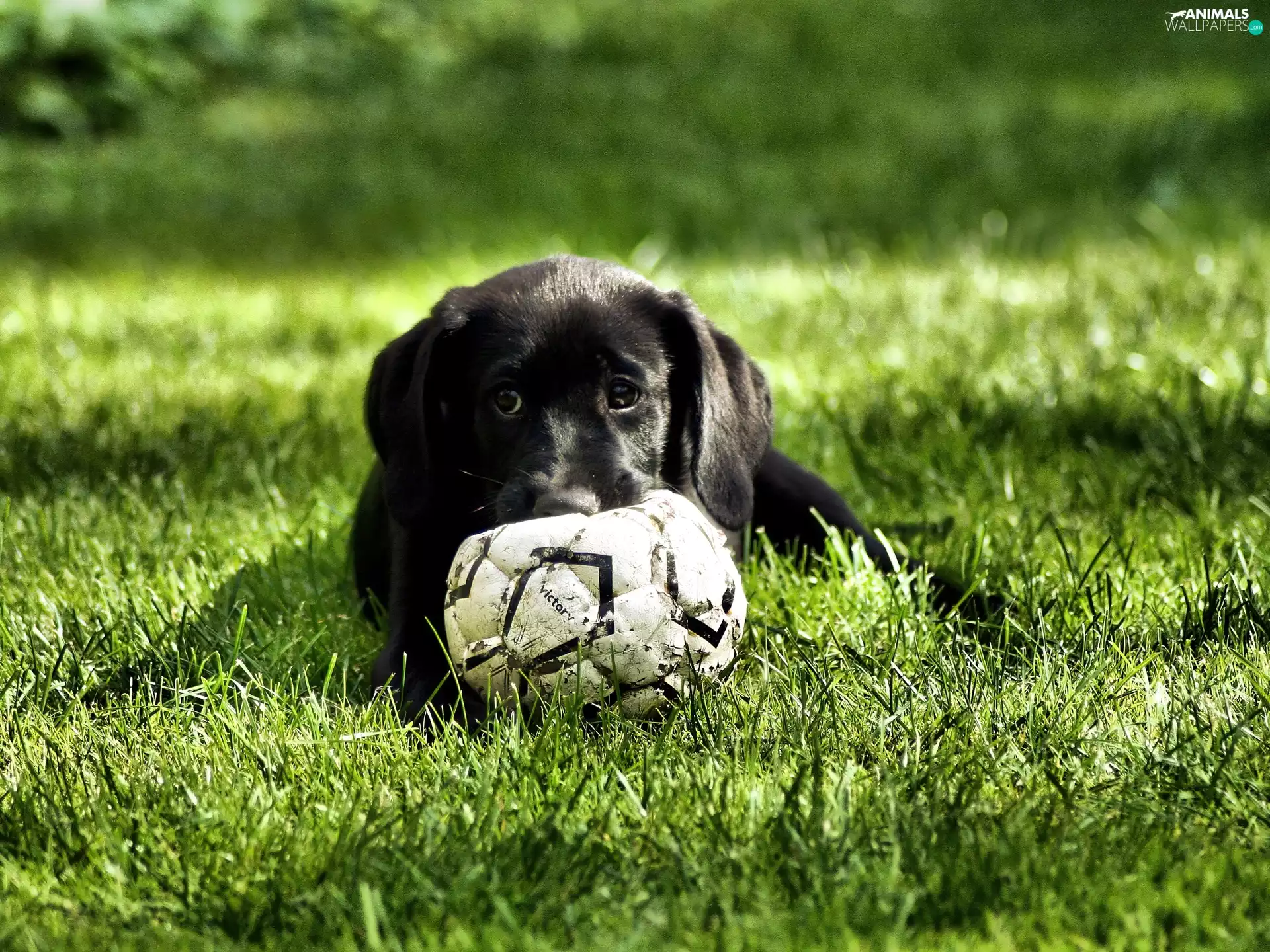 Black, Puppy, Ball, Labrador Retriever