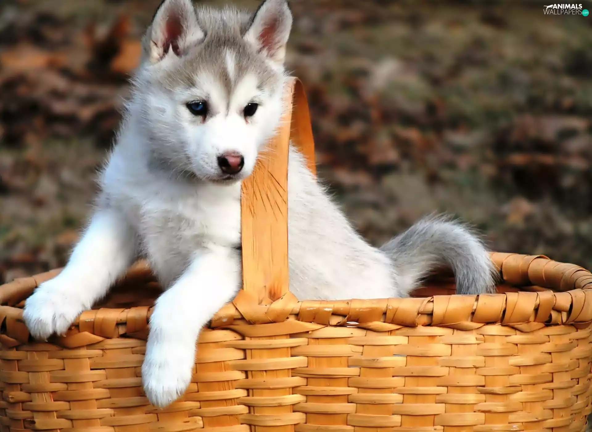 Puppy, basket