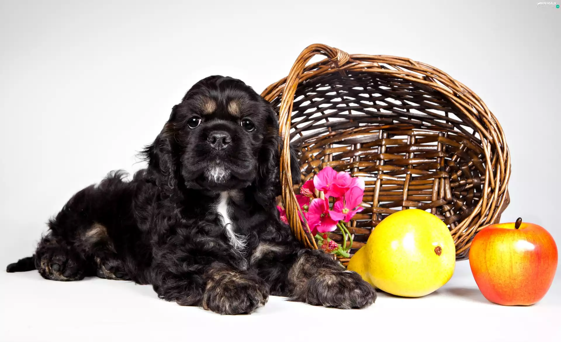 Black, basket, Fruits, Puppy