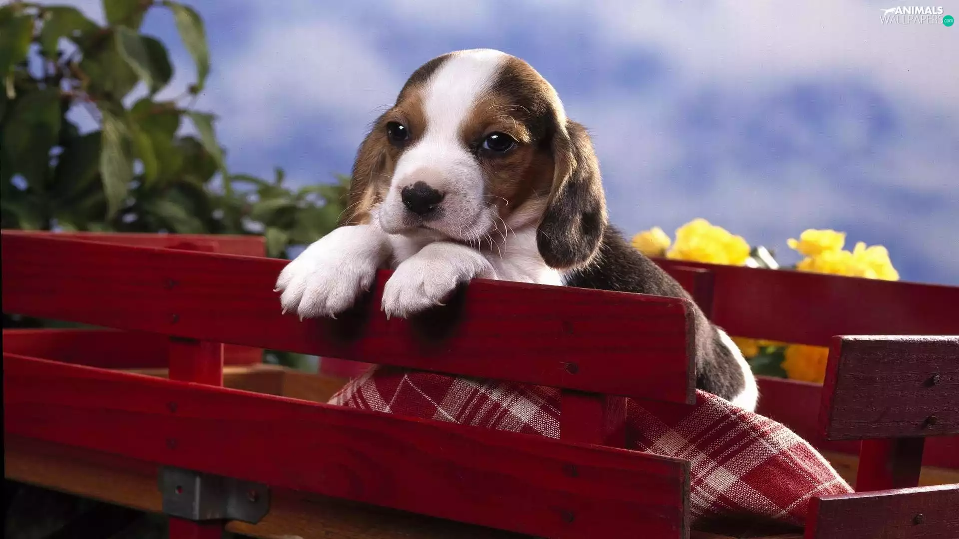 Puppy, trolley, Blanket