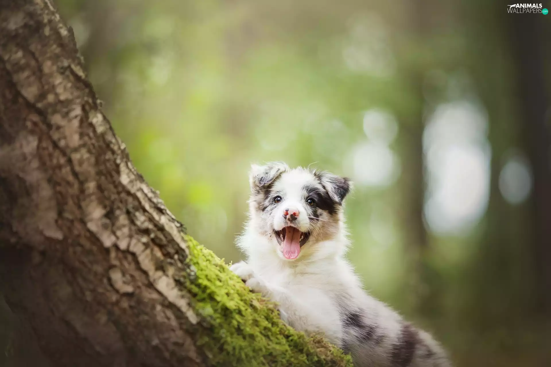 trees, Puppy, Border Collie, dog