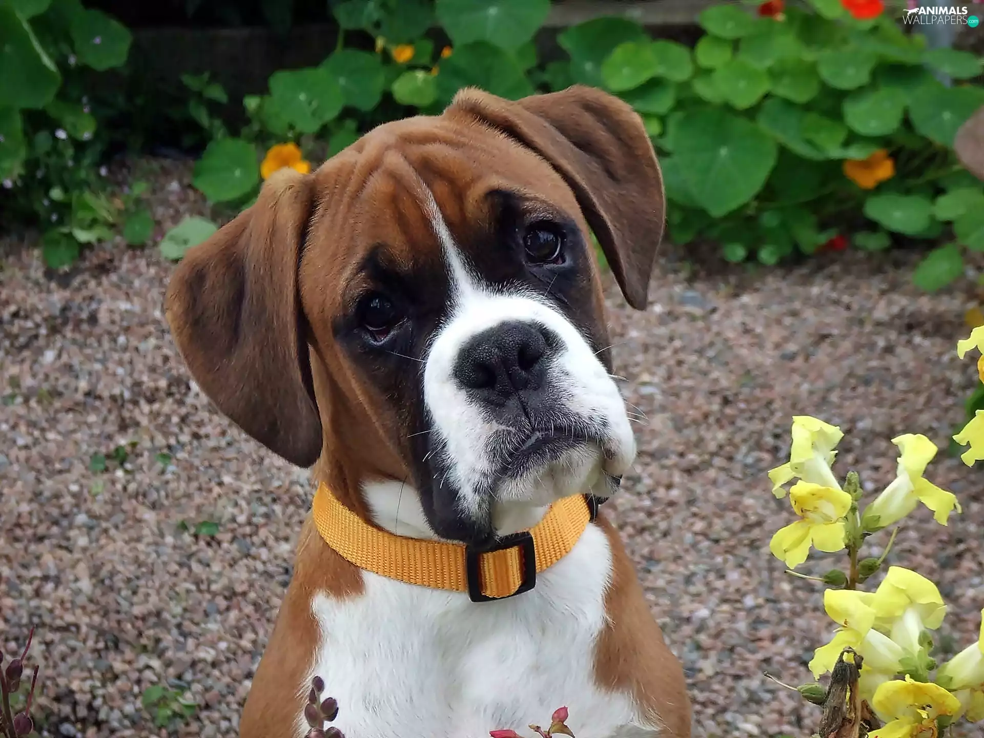boxer, garden, blur, Puppy