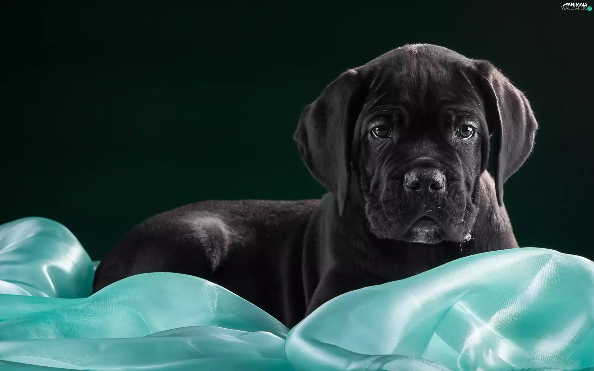 Cane Corso, dog, Puppy