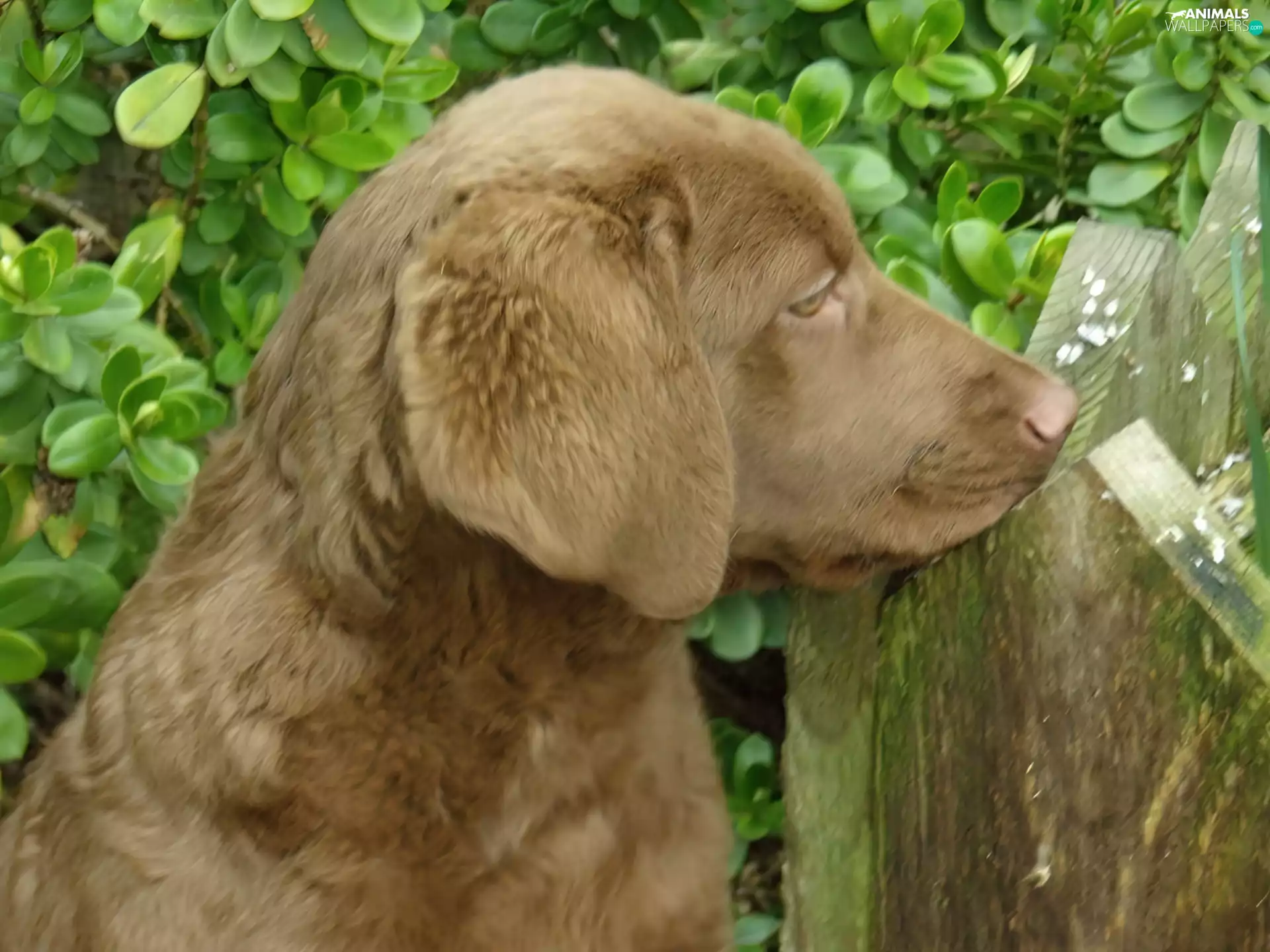 Chesapeake Bay retriever, Puppy