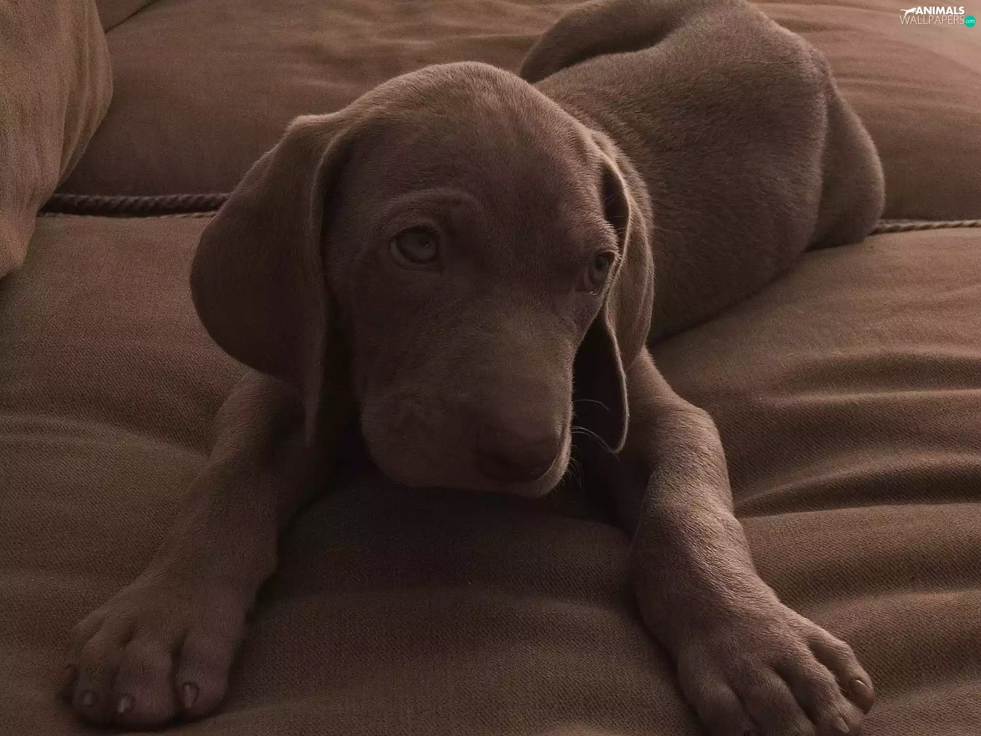 dog, Puppy, chocolate, Labrador Retriever