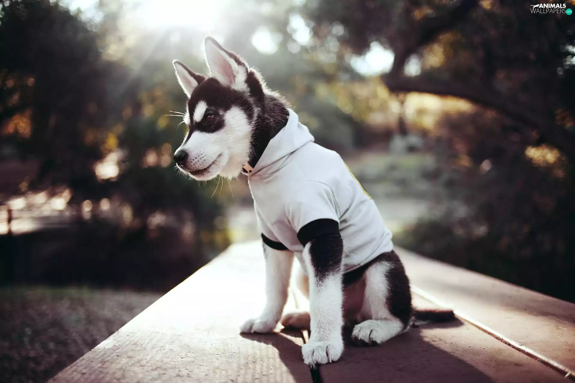 clothes, Alaskan Malamute, Puppy