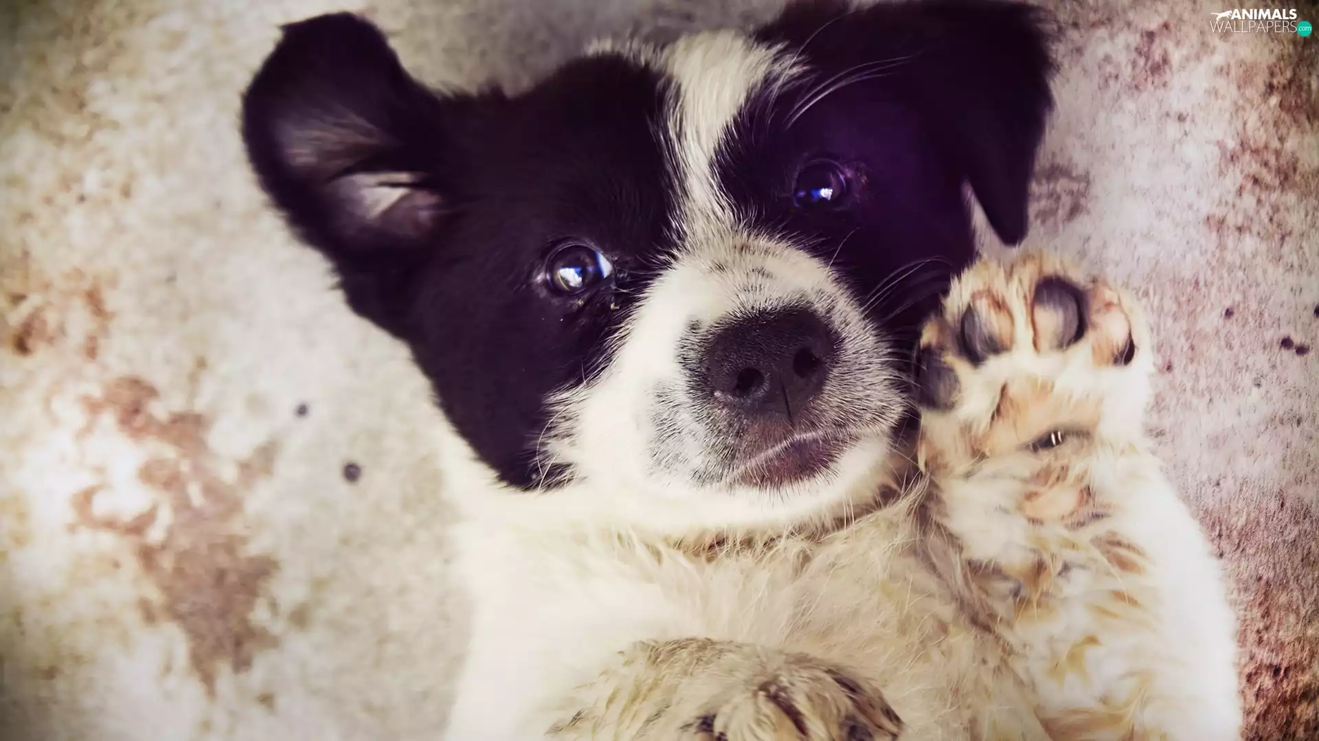 Puppy, Border Collie