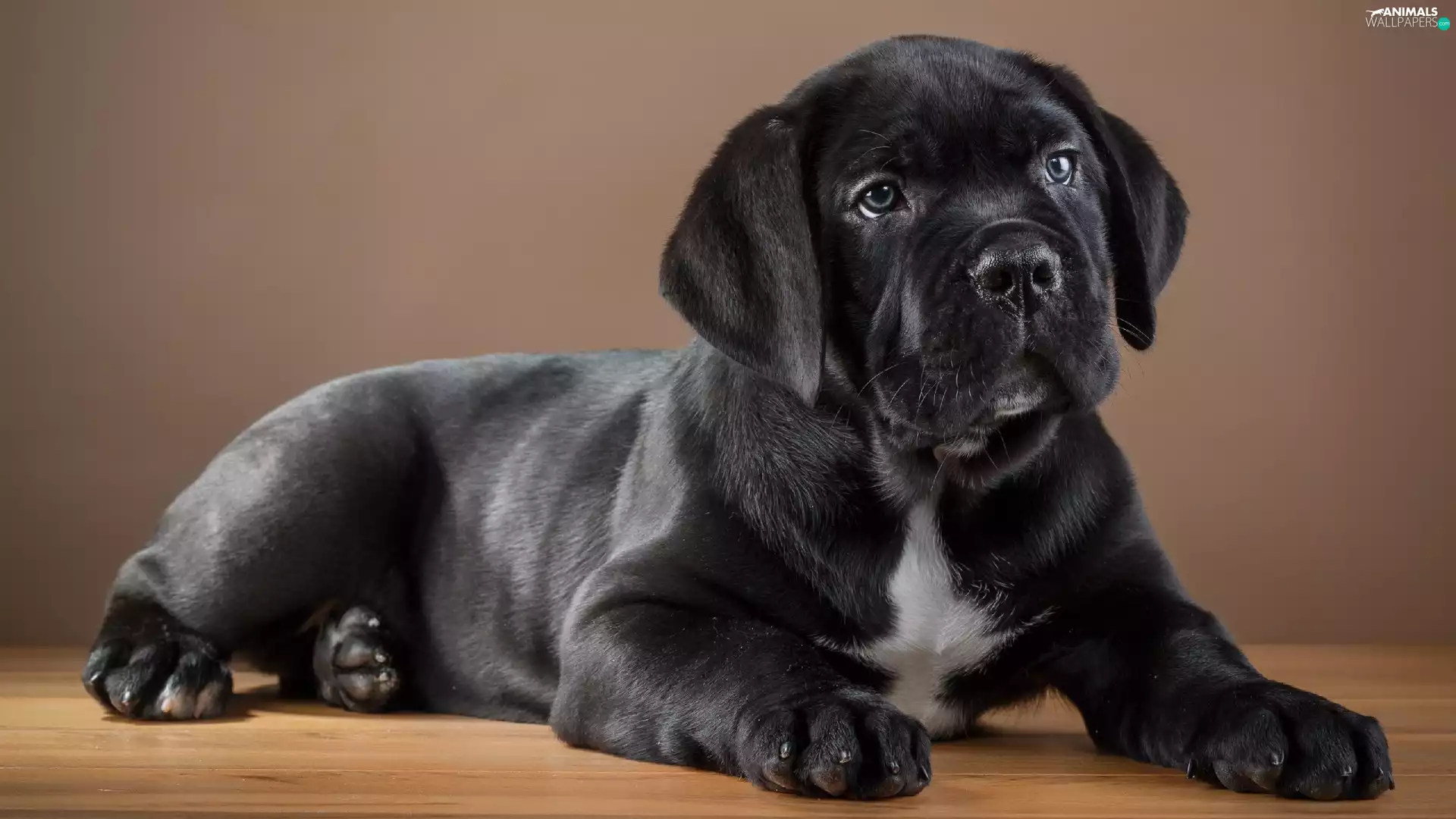 Puppy, Cane Corso