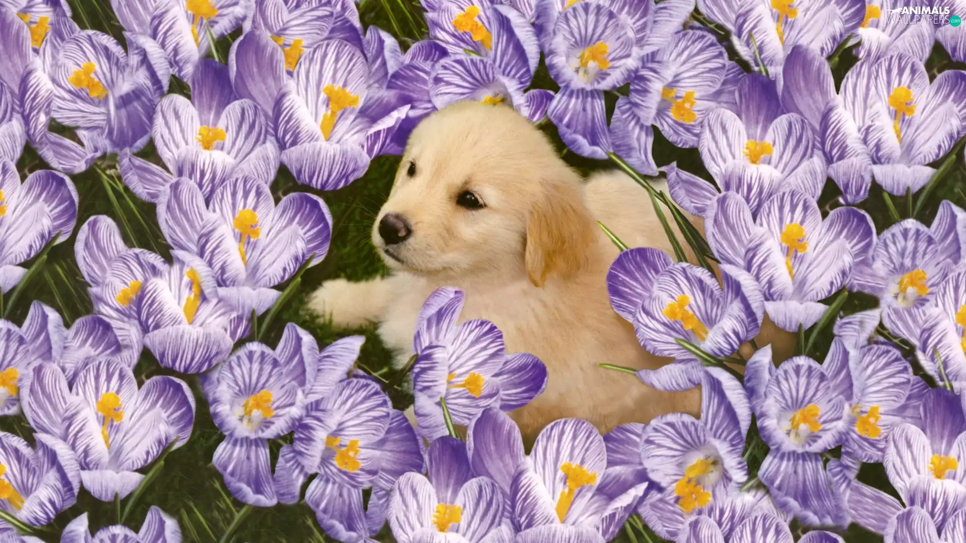 Puppy, crocuses