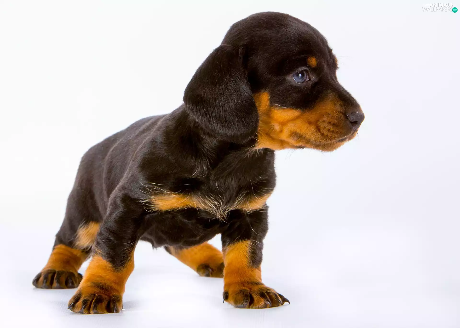 Dachshund Shorthair, dog, Puppy