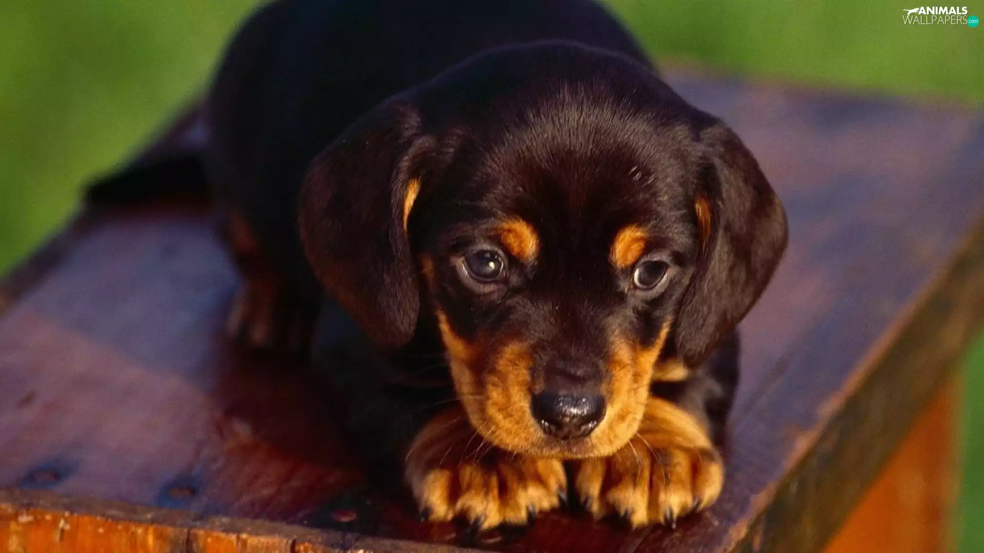Puppy, dachshund