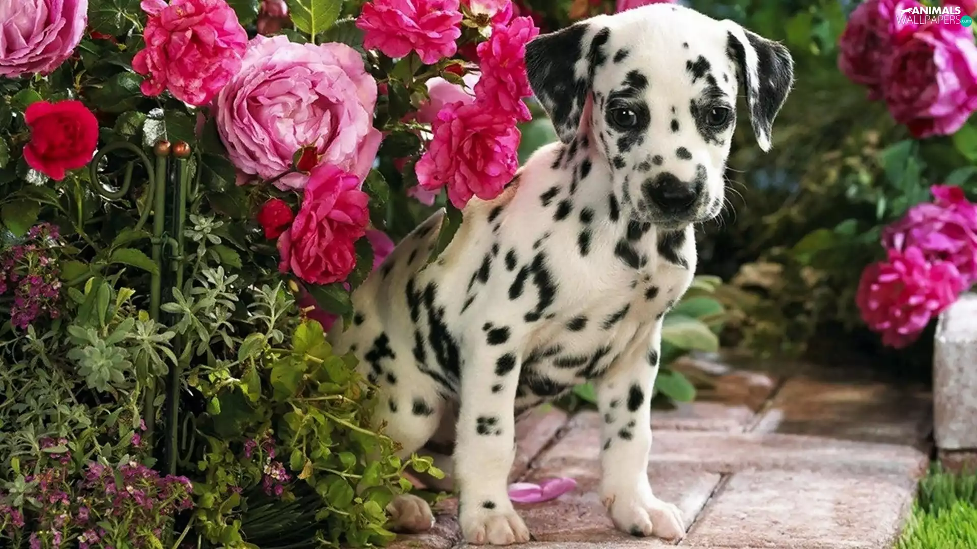 Dalmatian, roses, garden, Puppy