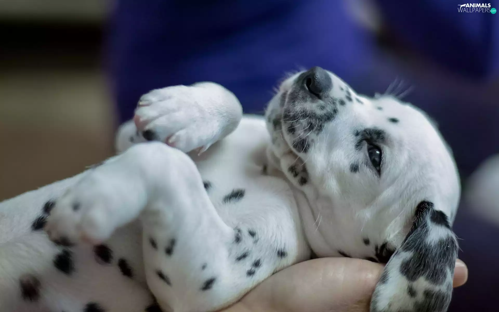 Puppy, Dalmatian